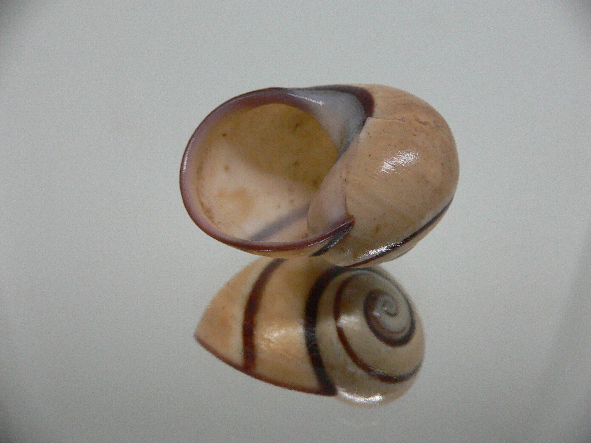 Polymita picta cf. picta BIG