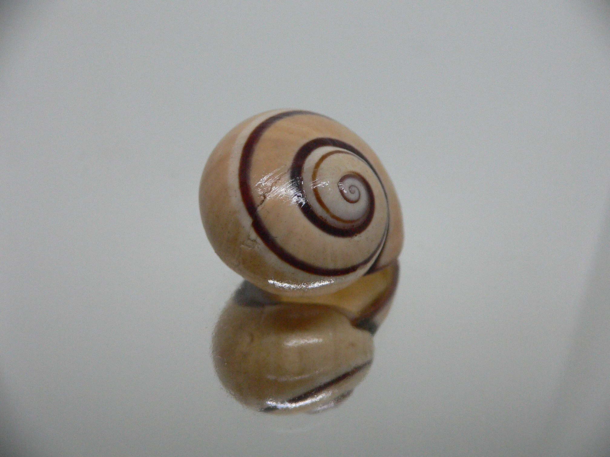 Polymita picta cf. picta BIG