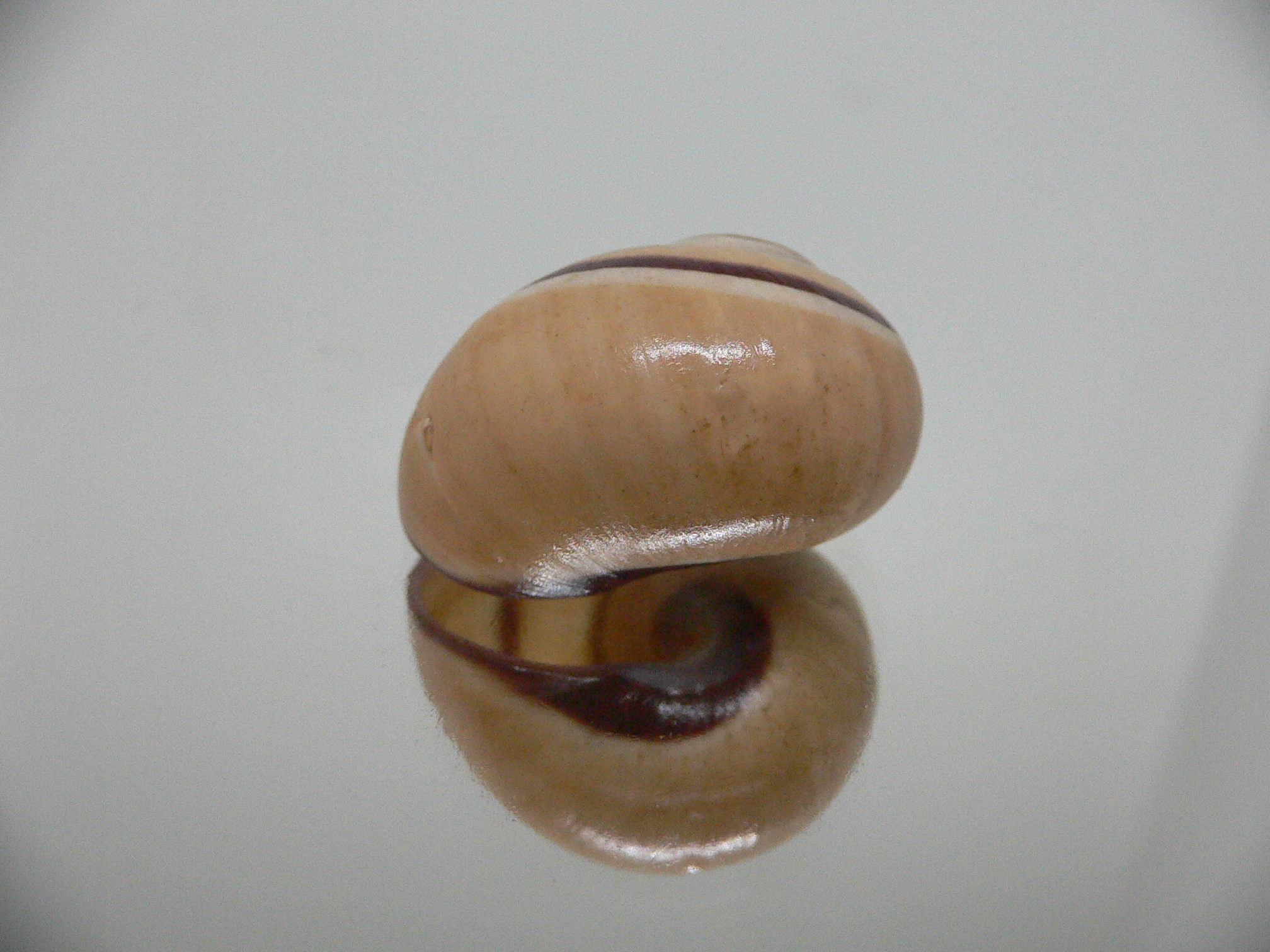 Polymita picta cf. picta BIG