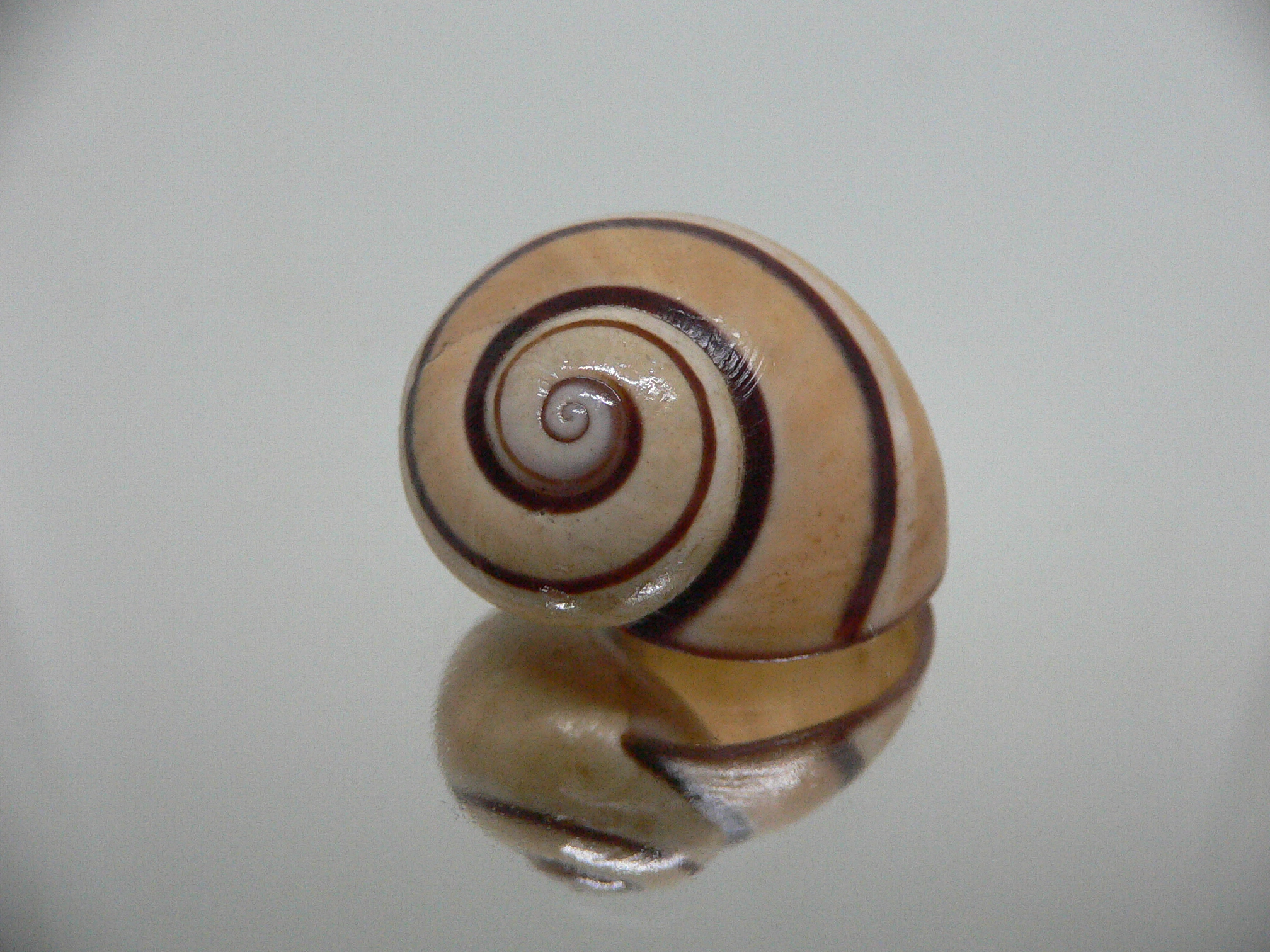 Polymita picta cf. picta BIG