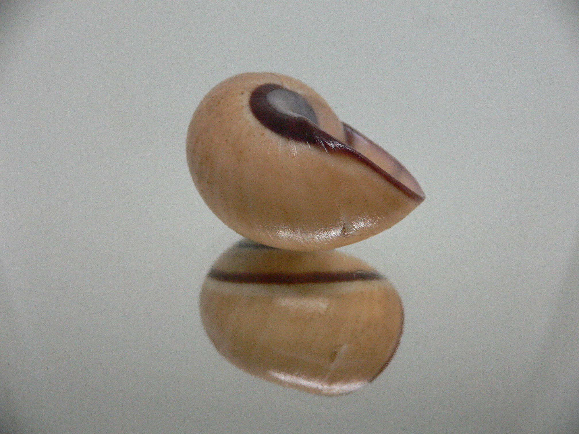 Polymita picta cf. picta BIG