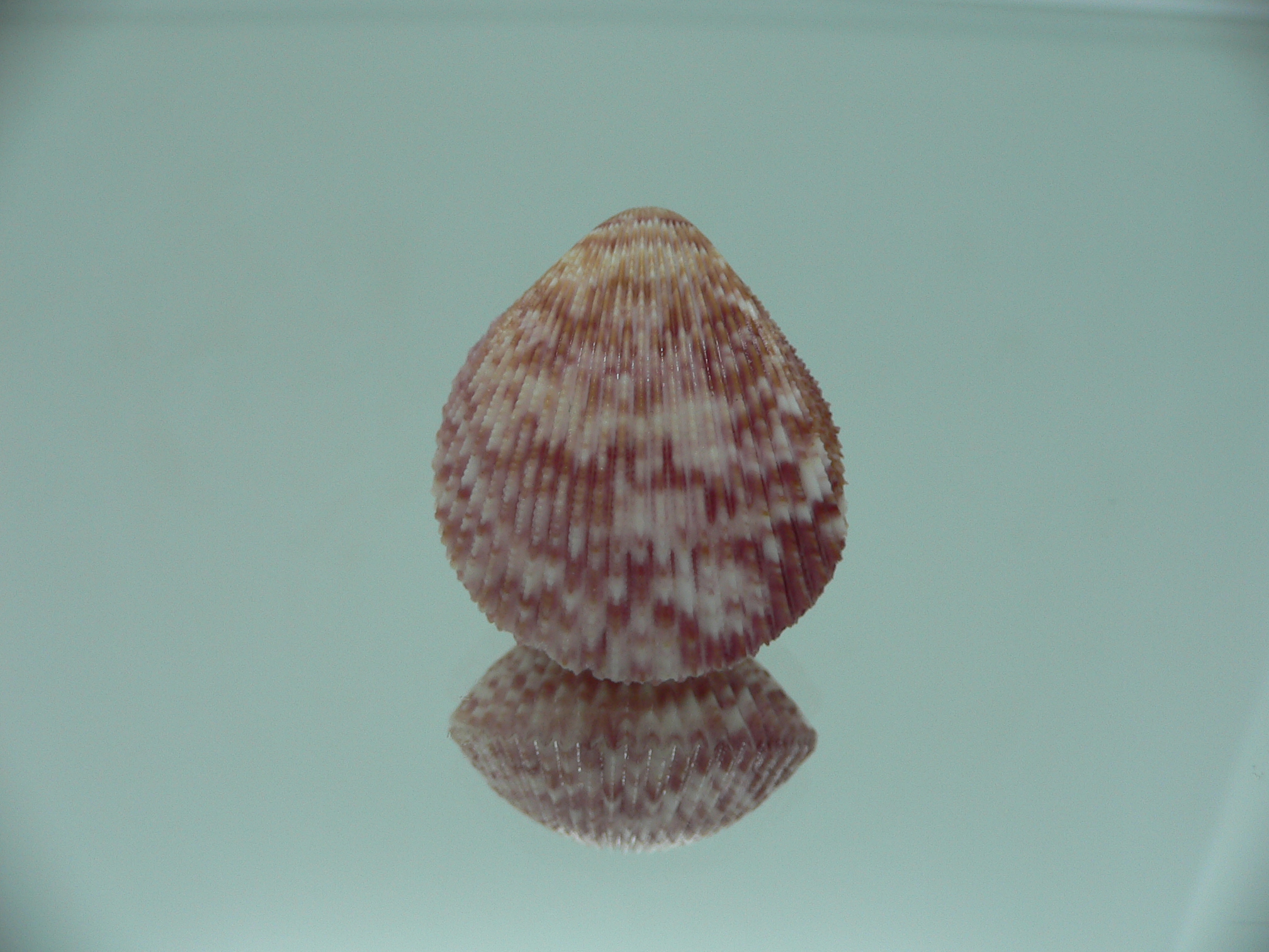 Acrosterigma oxygonum BIG & PINK