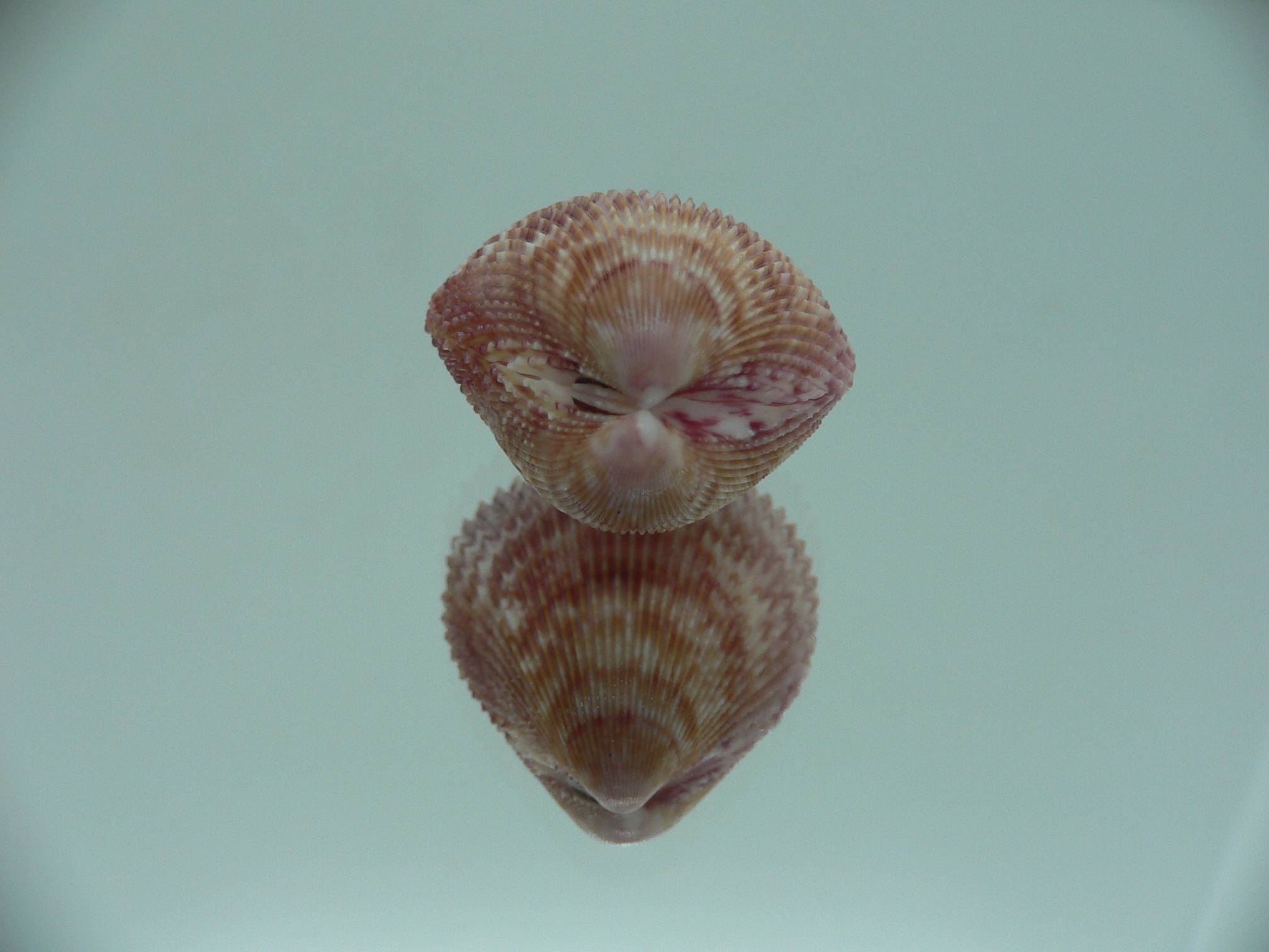 Acrosterigma oxygonum BIG & PINK