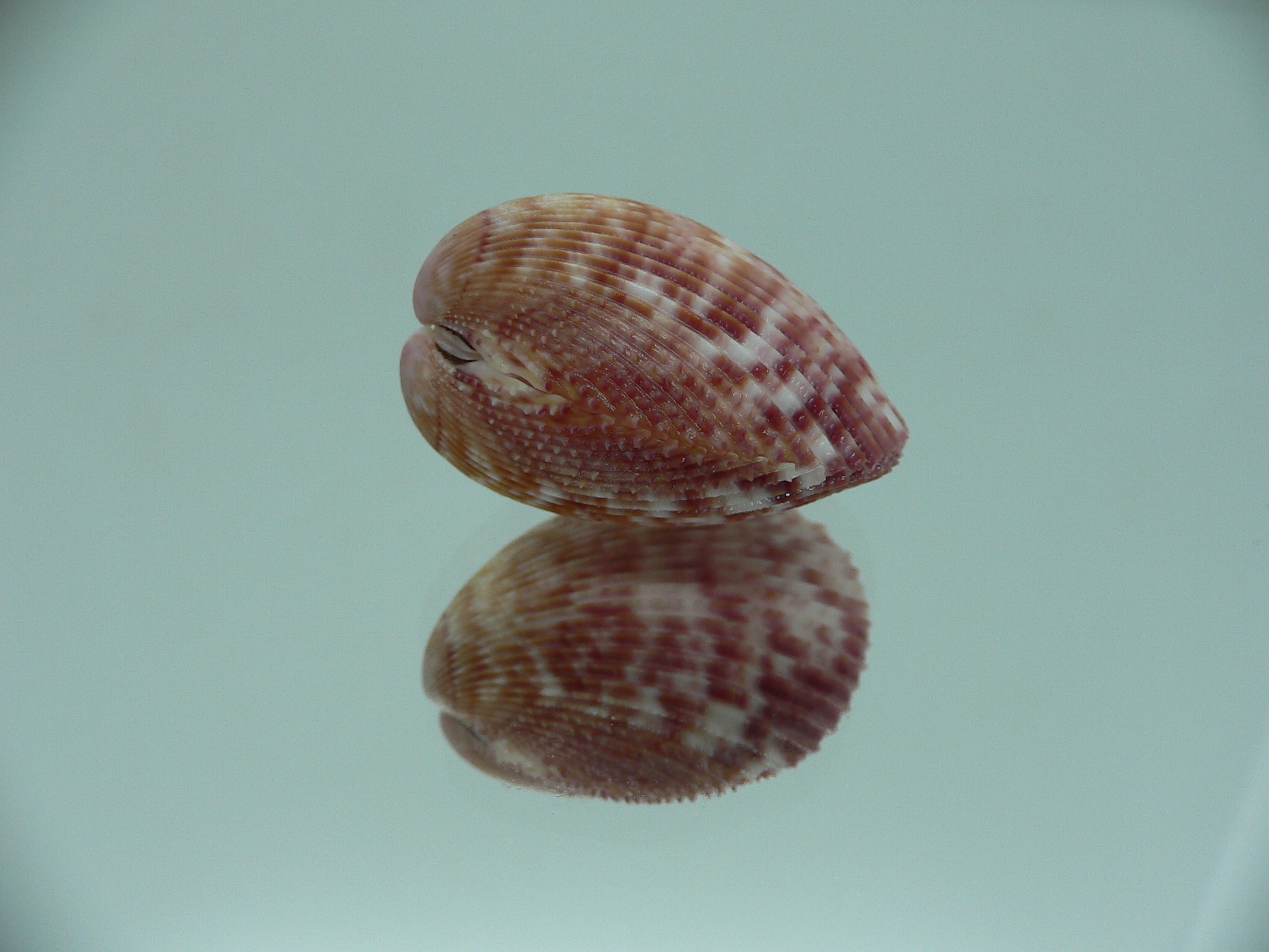 Acrosterigma oxygonum BIG & PINK