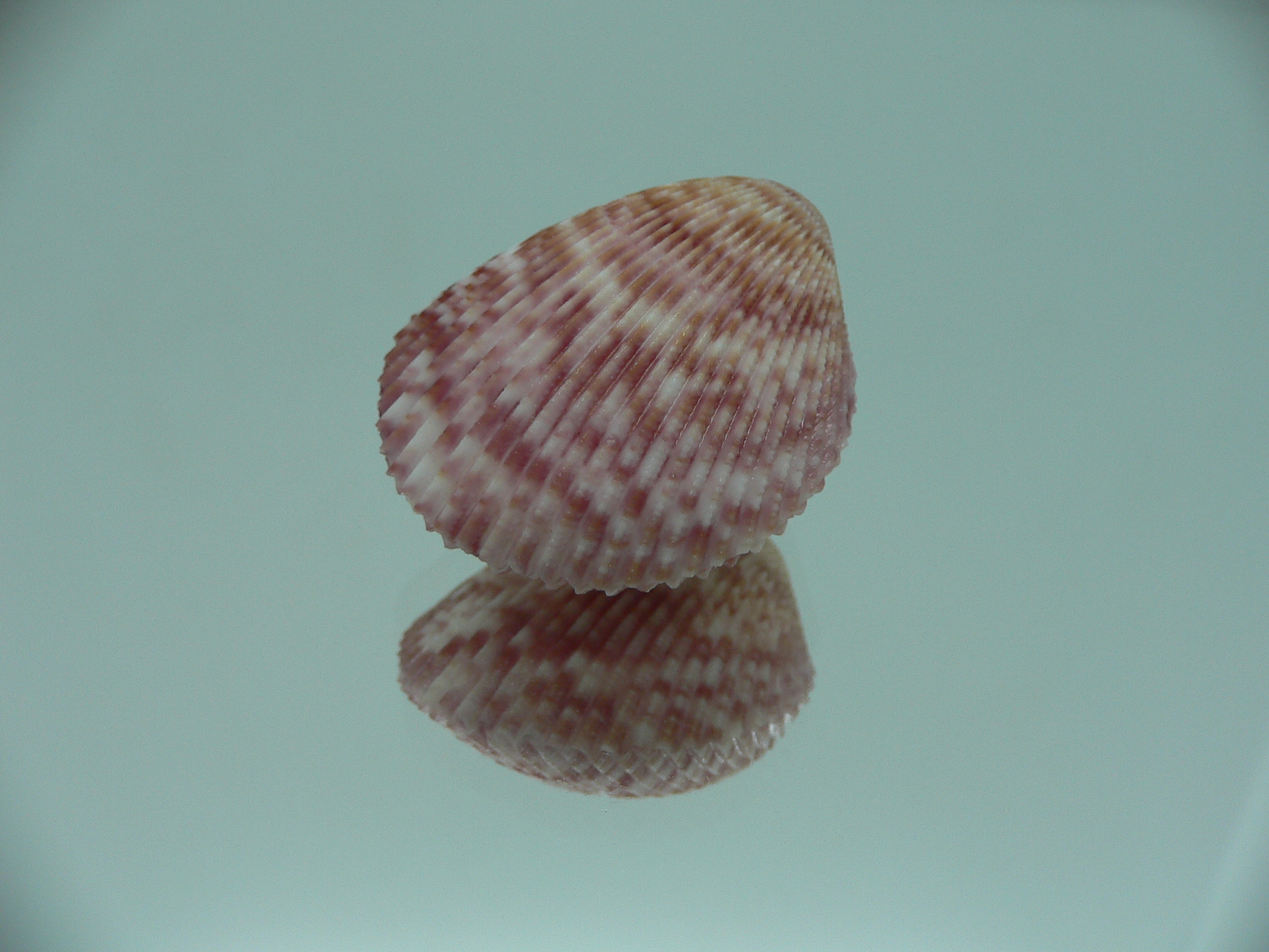 Acrosterigma oxygonum BIG & PINK