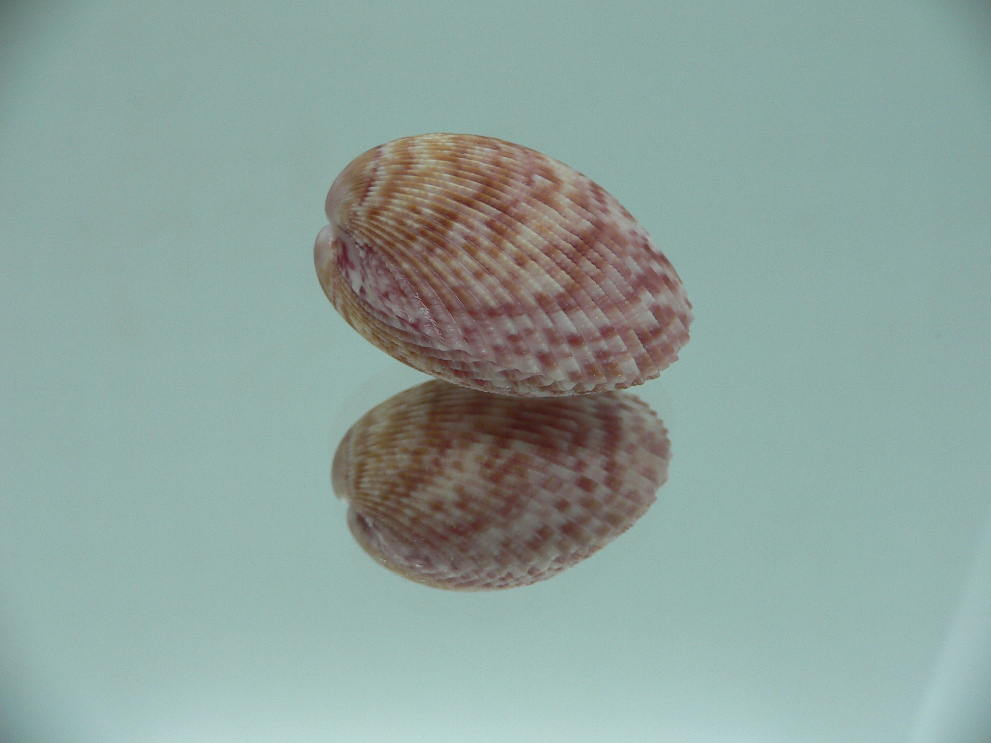 Acrosterigma oxygonum BIG & PINK