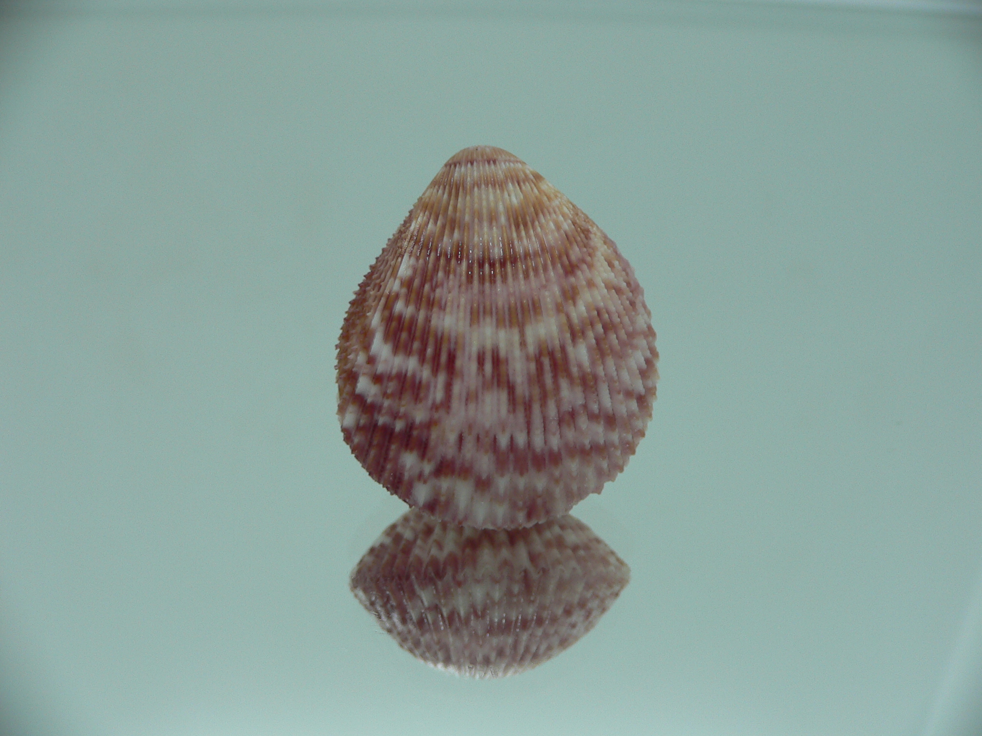 Acrosterigma oxygonum BIG & PINK