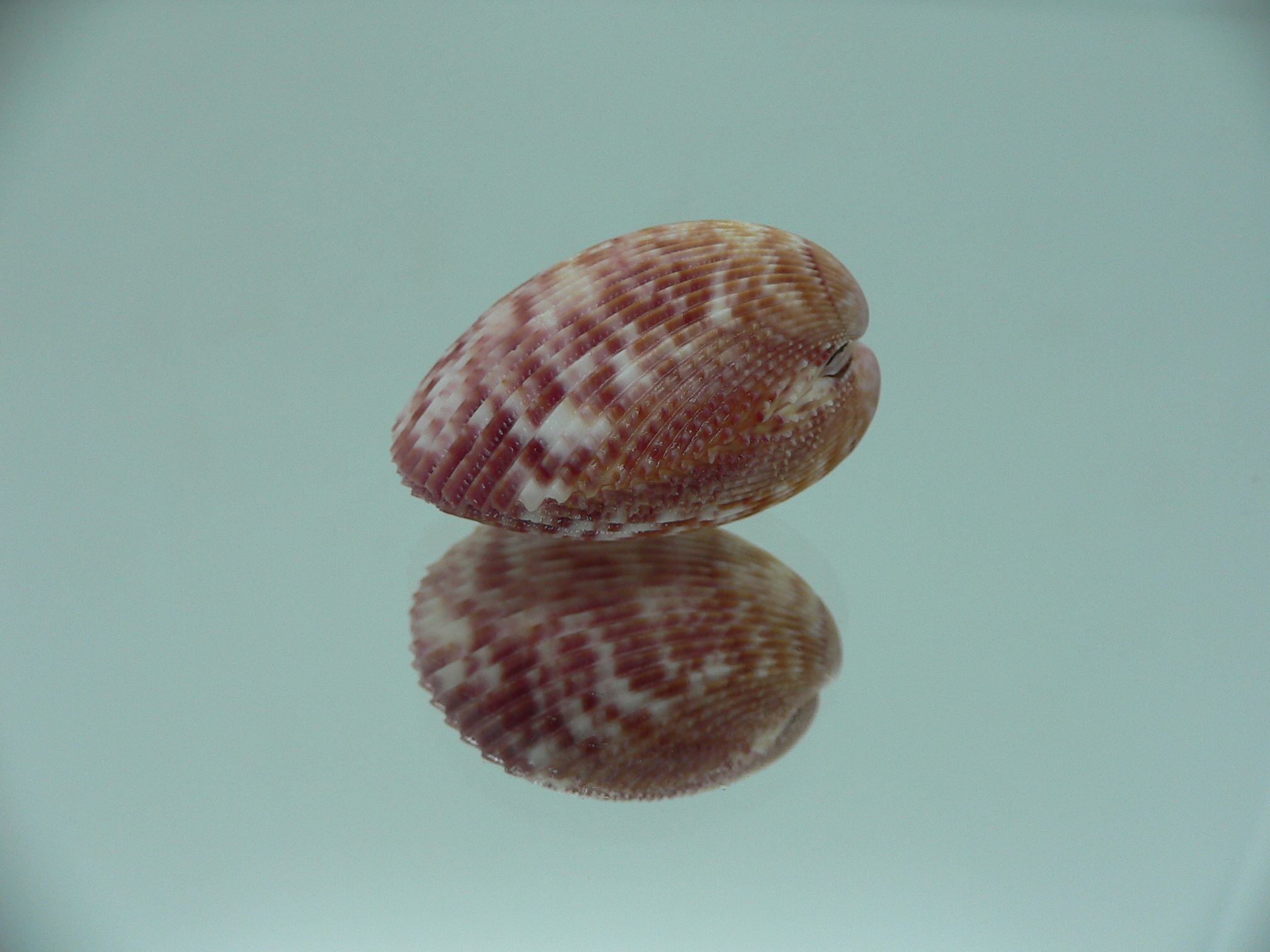 Acrosterigma oxygonum BIG & PINK