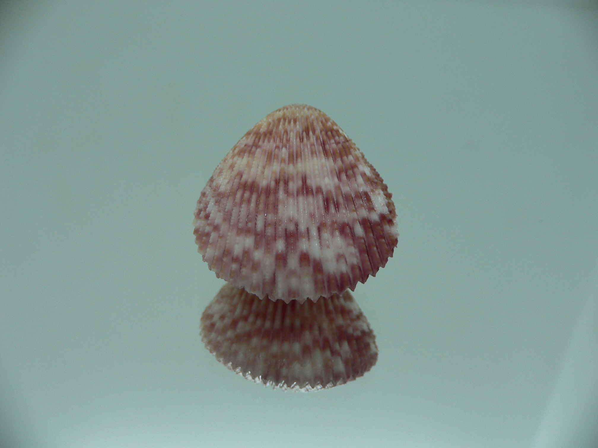 Acrosterigma oxygonum BIG & PINK