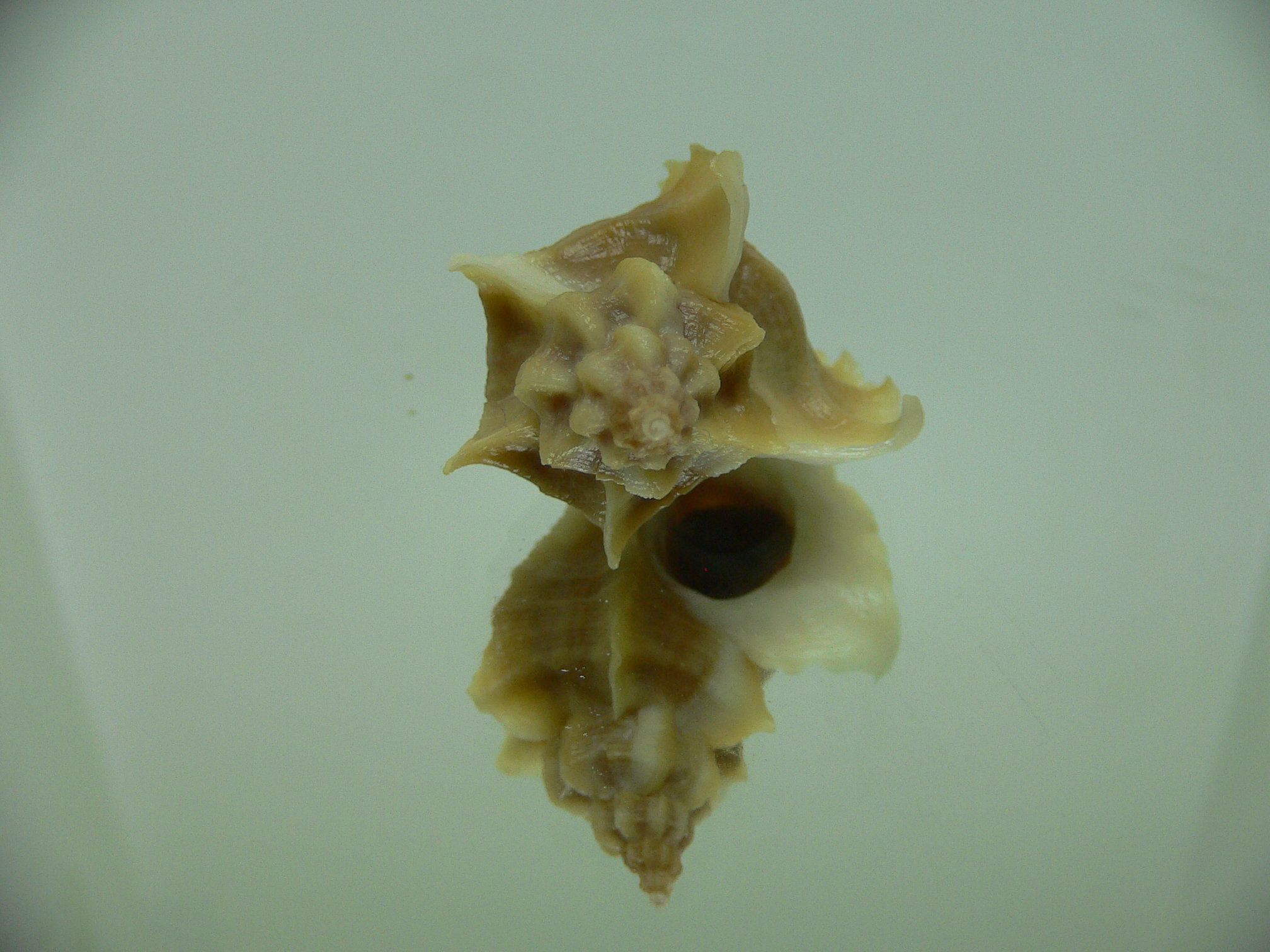Ocenebra inornata SOUTHERN FORM