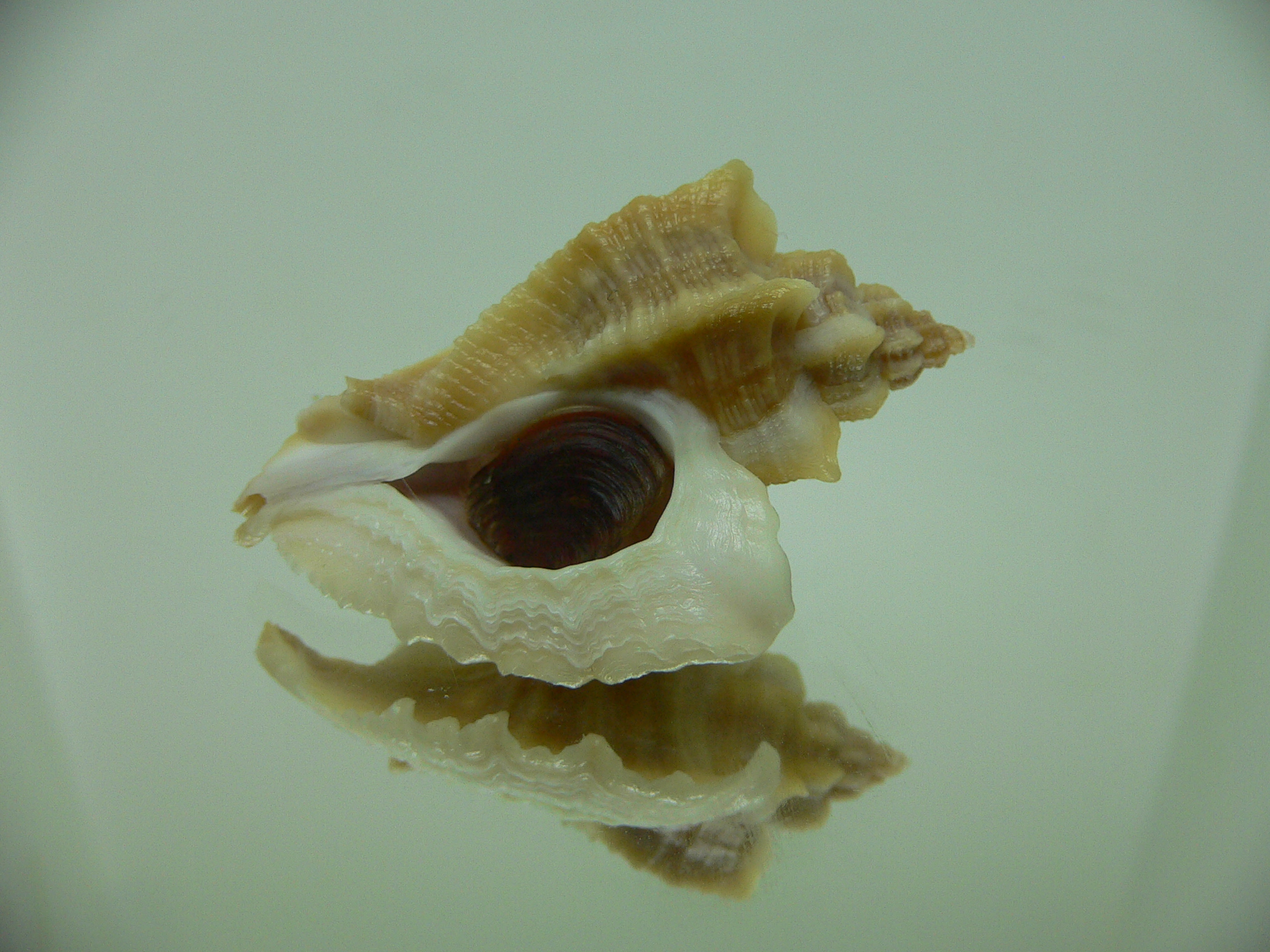 Ocenebra inornata SOUTHERN FORM