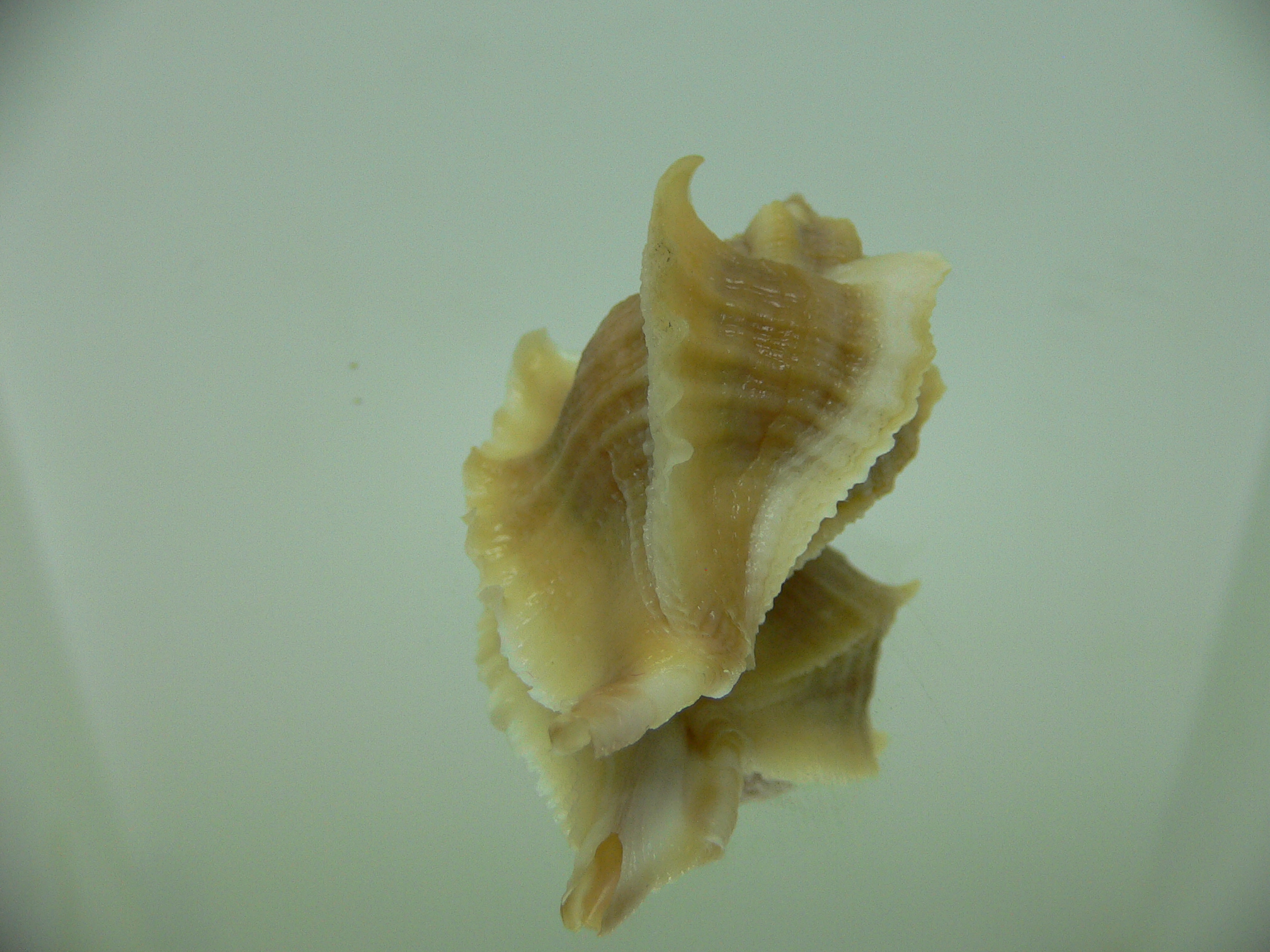 Ocenebra inornata SOUTHERN FORM