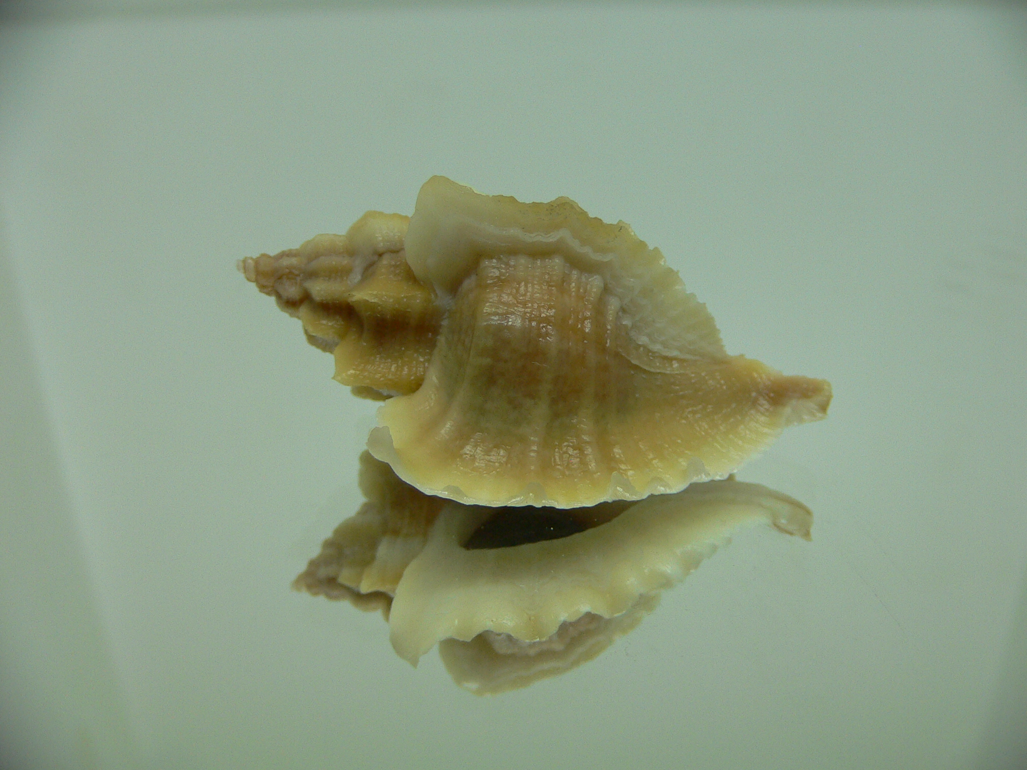 Ocenebra inornata SOUTHERN FORM