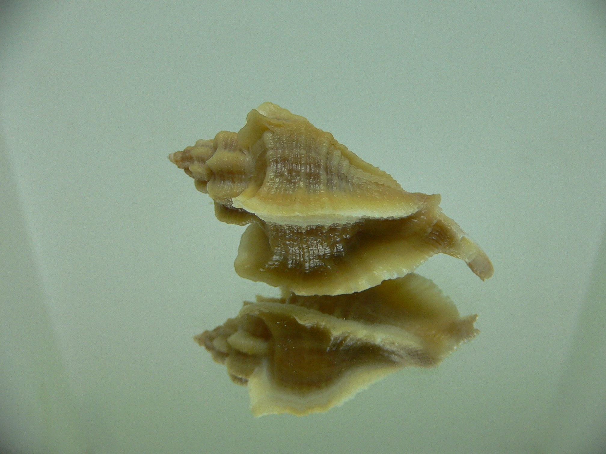 Ocenebra inornata SOUTHERN FORM