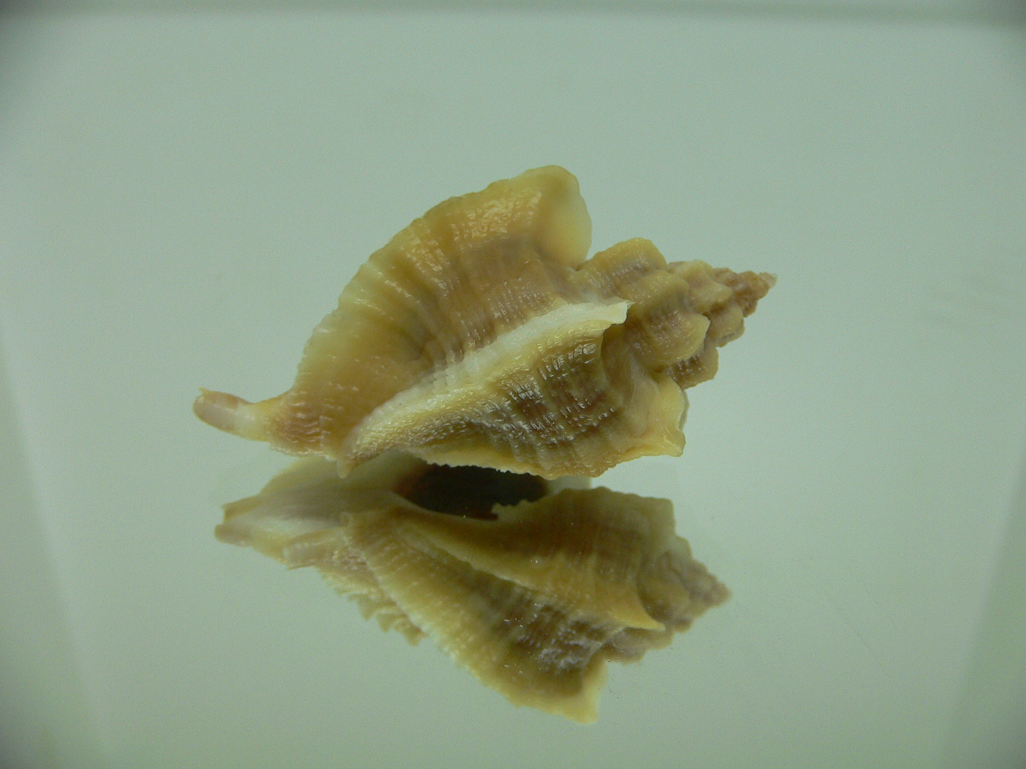 Ocenebra inornata SOUTHERN FORM