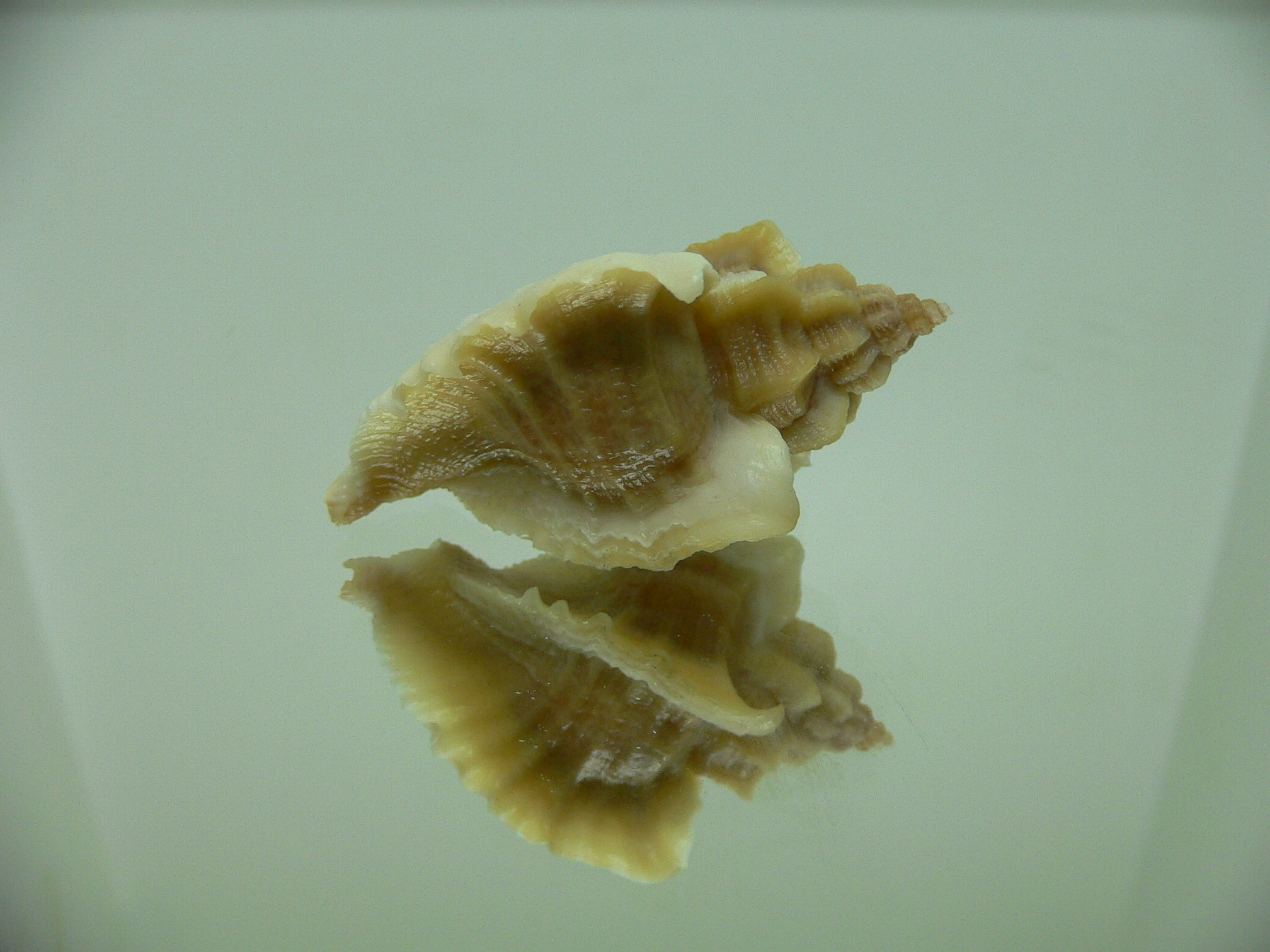 Ocenebra inornata SOUTHERN FORM