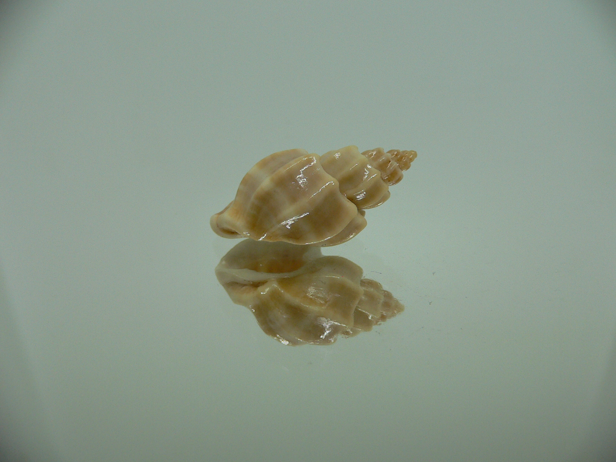Scalptia scalarina IDEAL