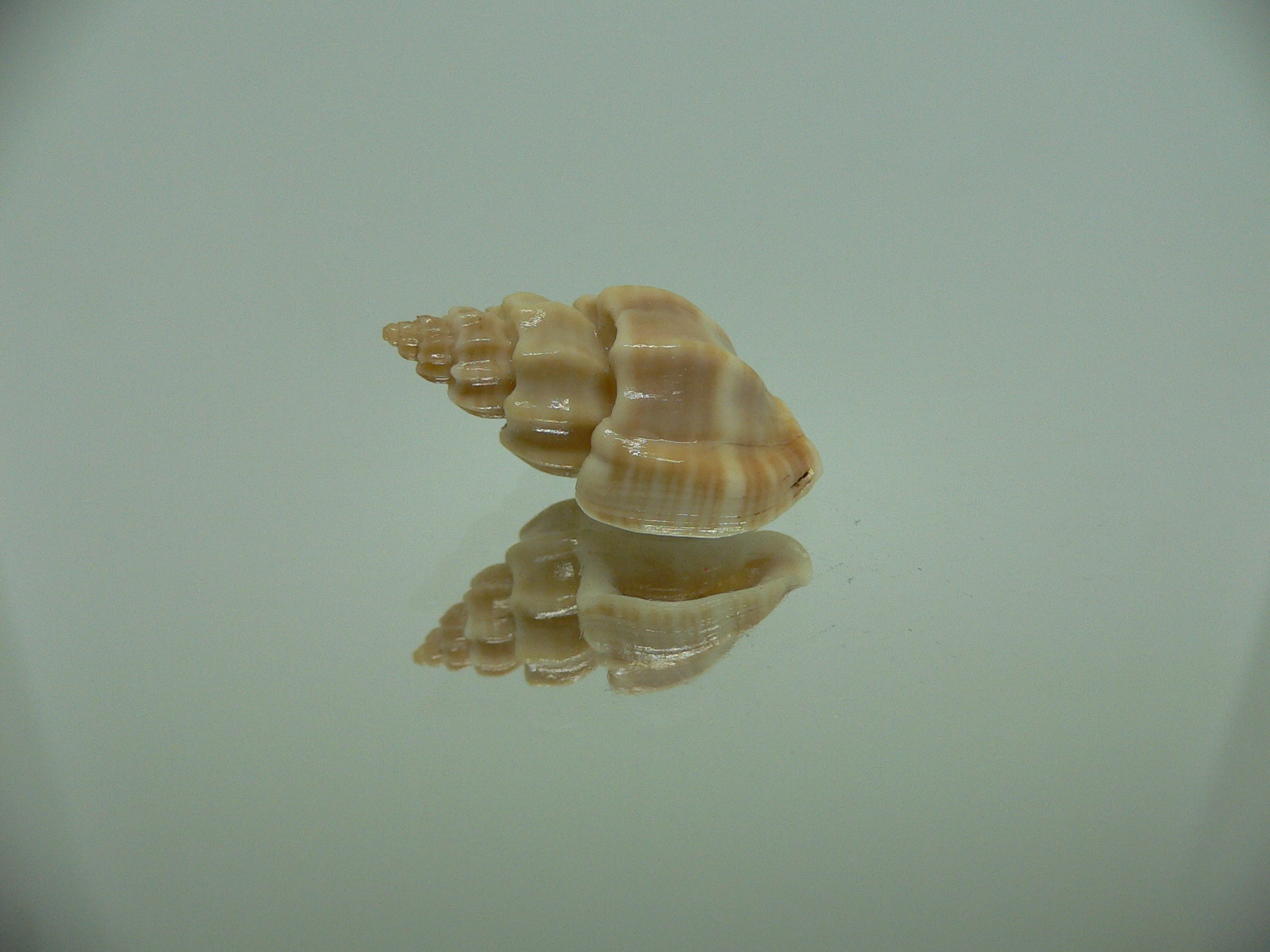 Scalptia scalarina IDEAL