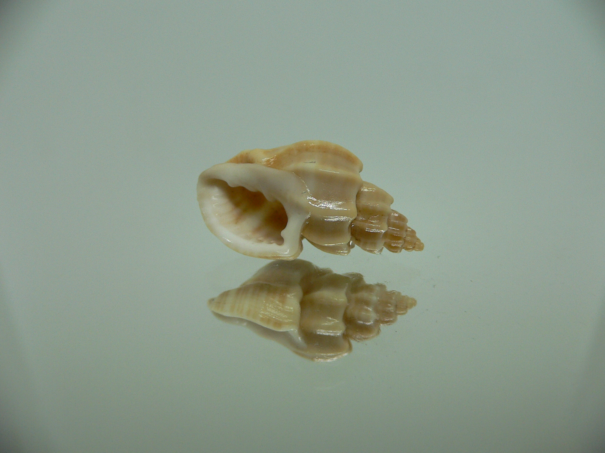 Scalptia scalarina IDEAL