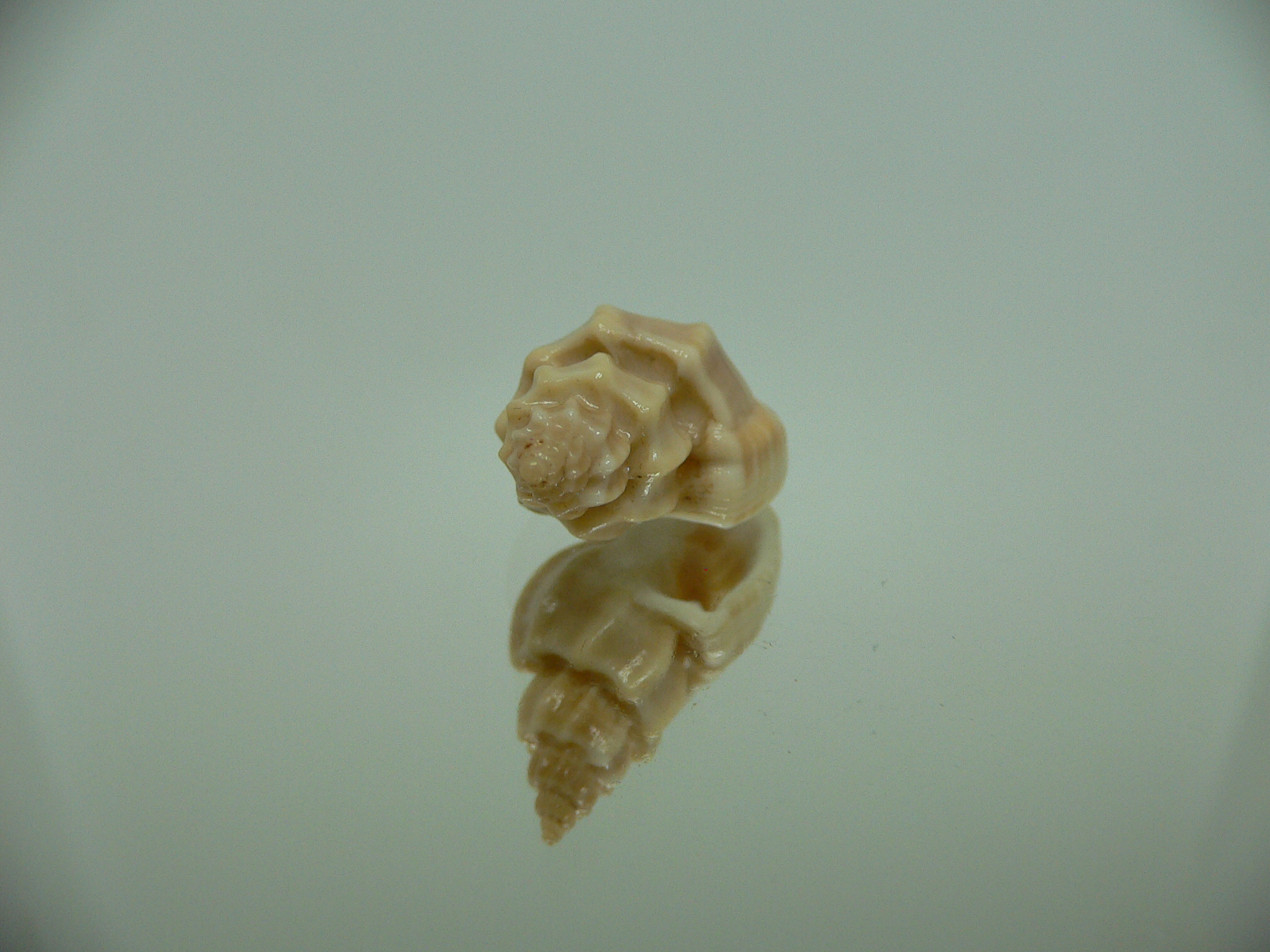 Scalptia scalarina IDEAL