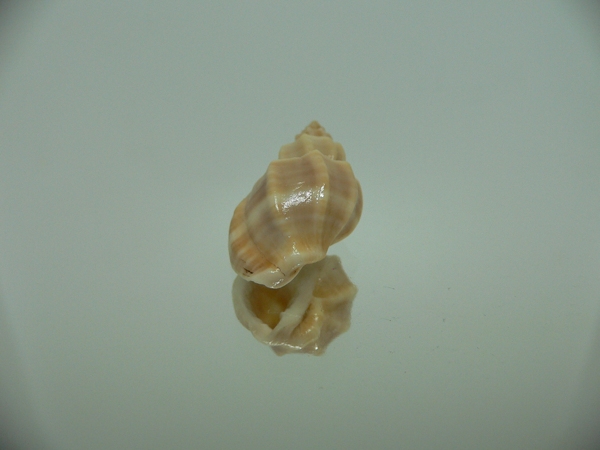 Scalptia scalarina IDEAL