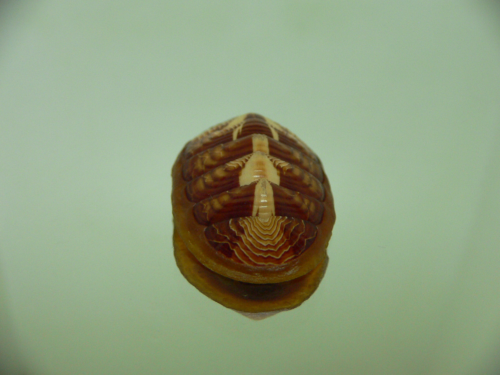 Tonicella lineata