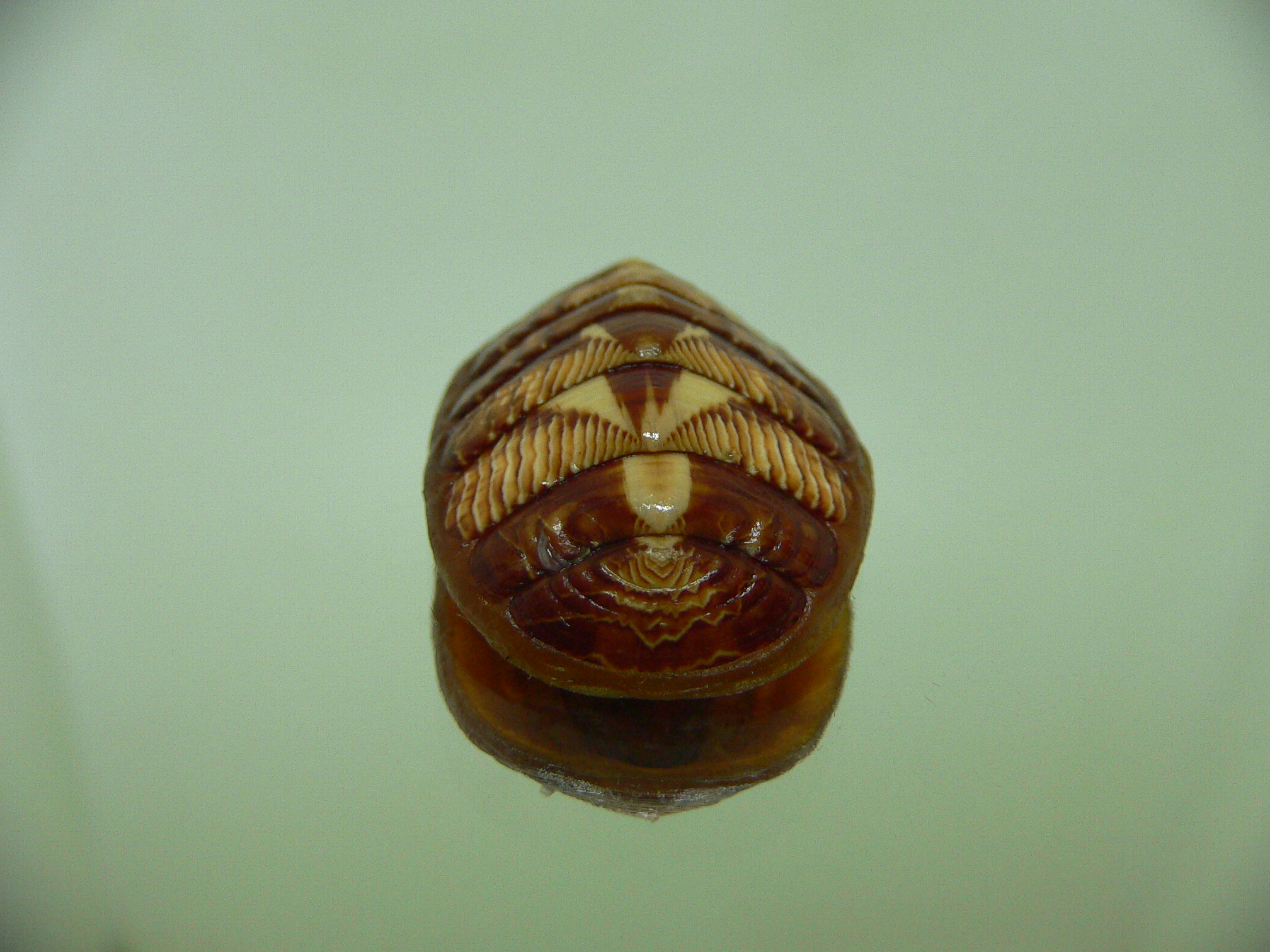 Tonicella lineata