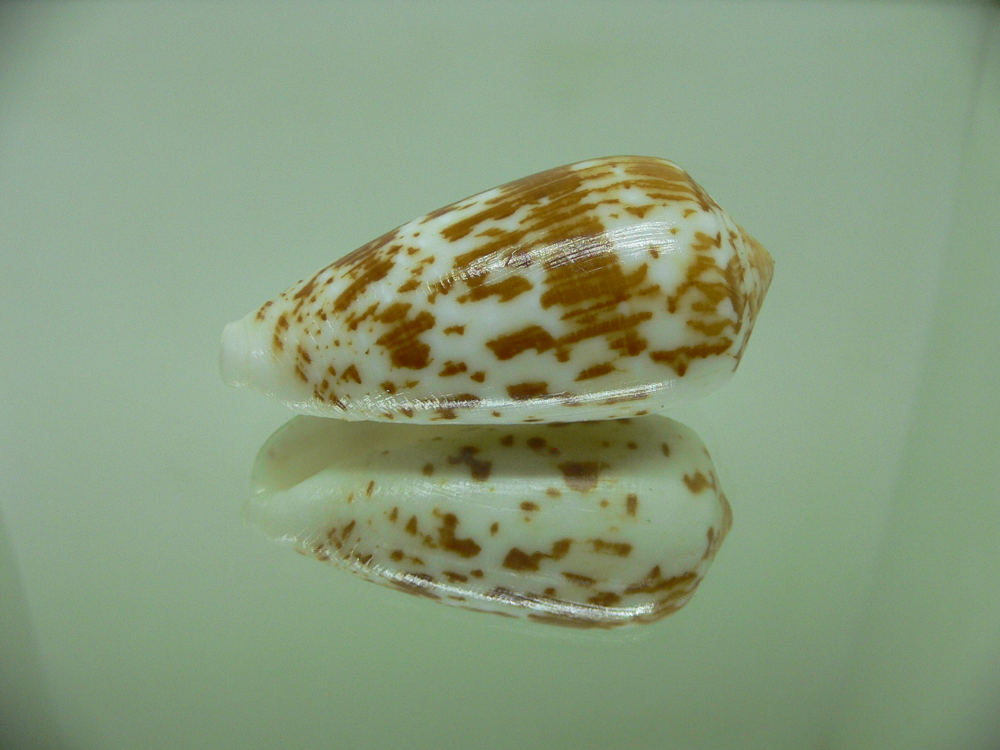 Conus floccatus magdalenae (var,)