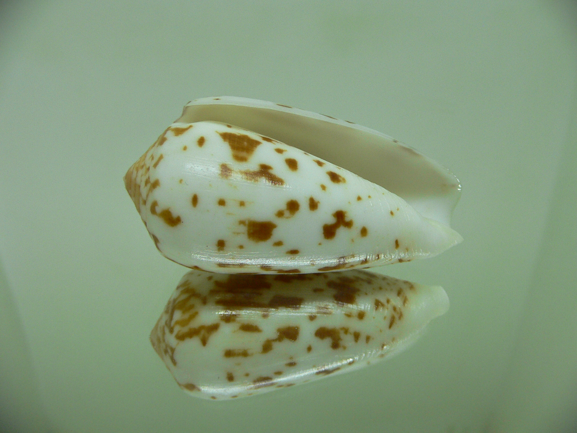 Conus floccatus magdalenae (var,)