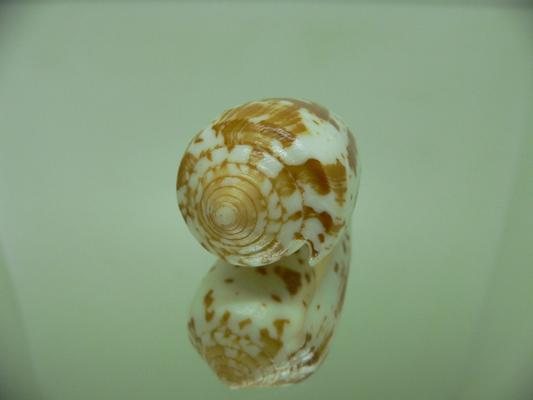 Conus floccatus magdalenae (var,)