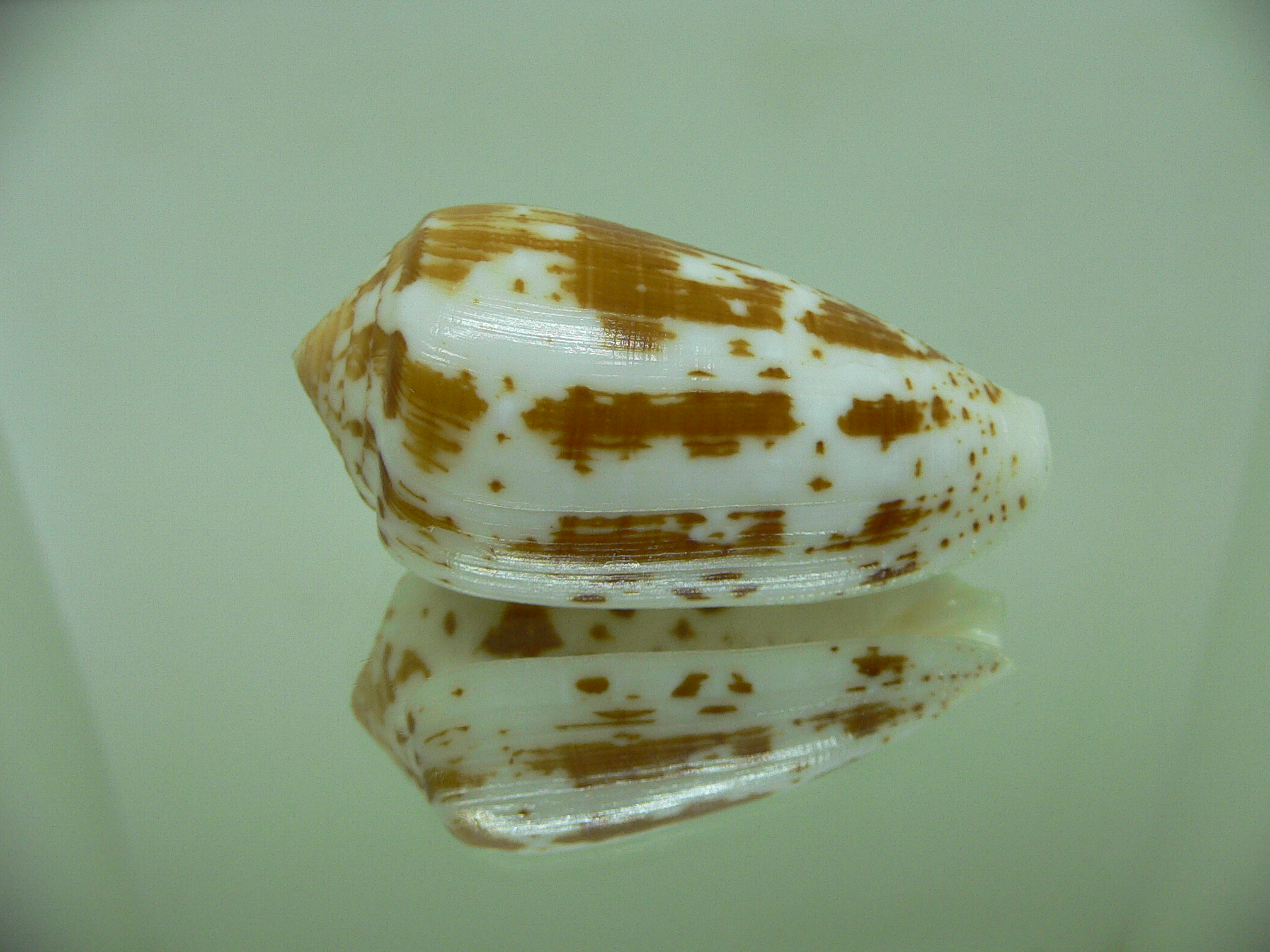 Conus floccatus magdalenae (var,)