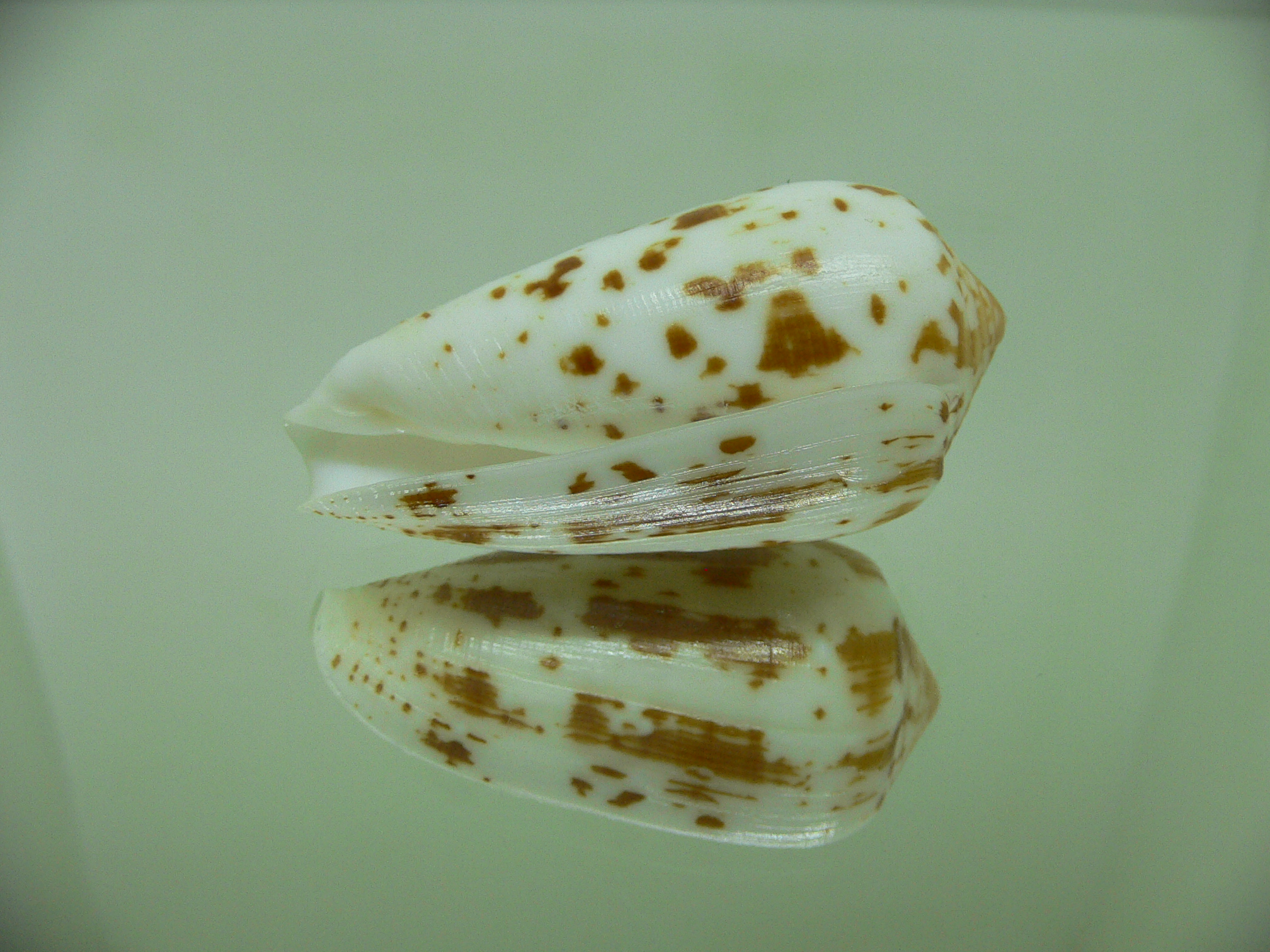 Conus floccatus magdalenae (var,)