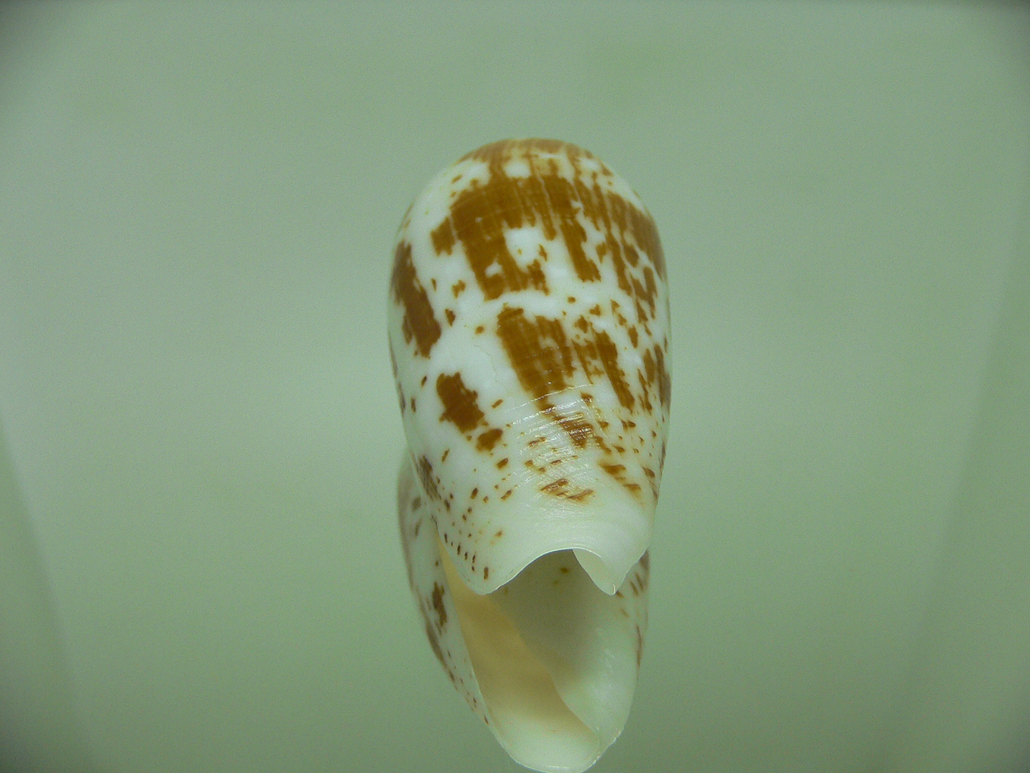 Conus floccatus magdalenae (var,)