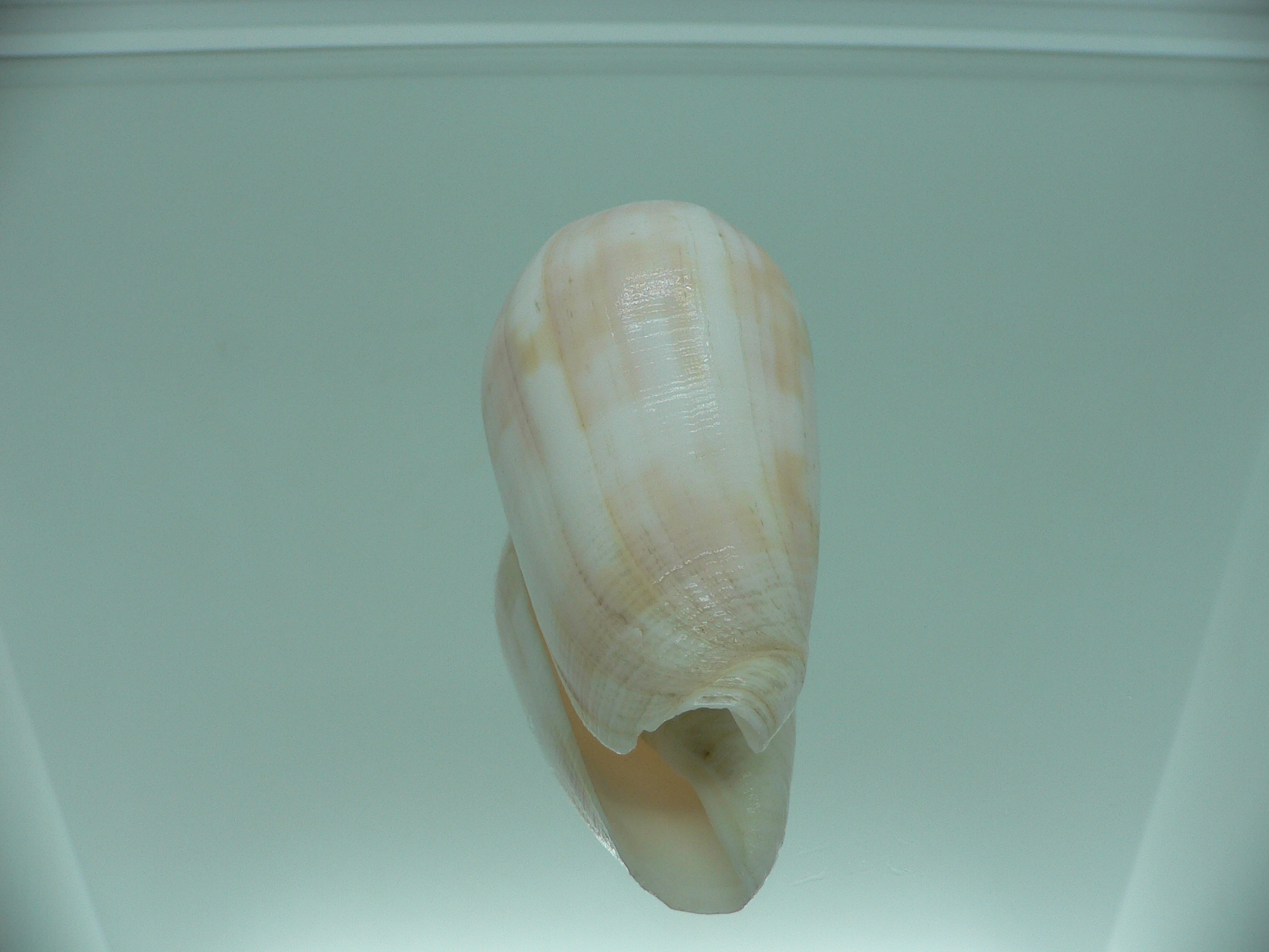 Conus striatus UNUSUAL COLOR
