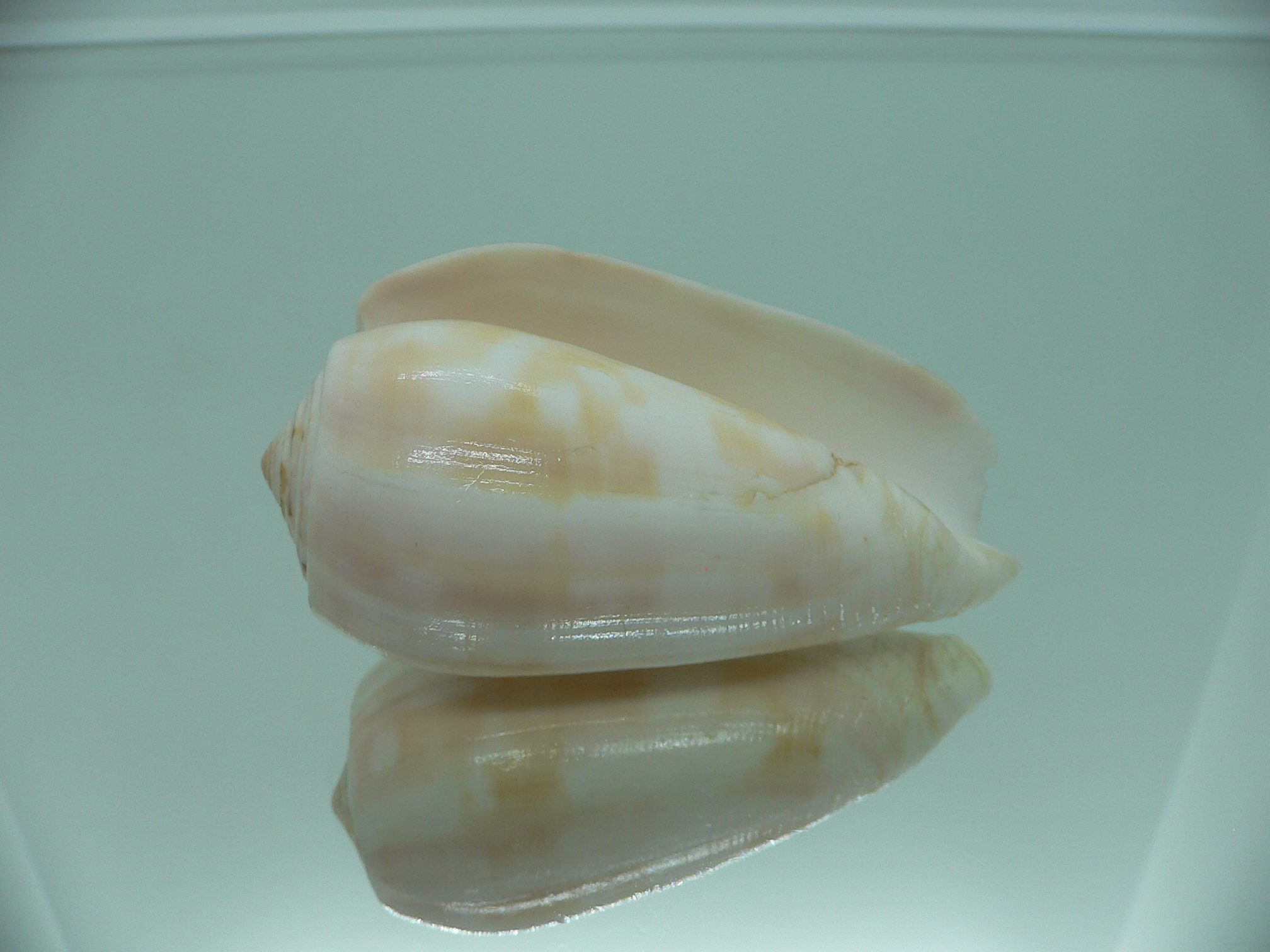 Conus striatus UNUSUAL COLOR