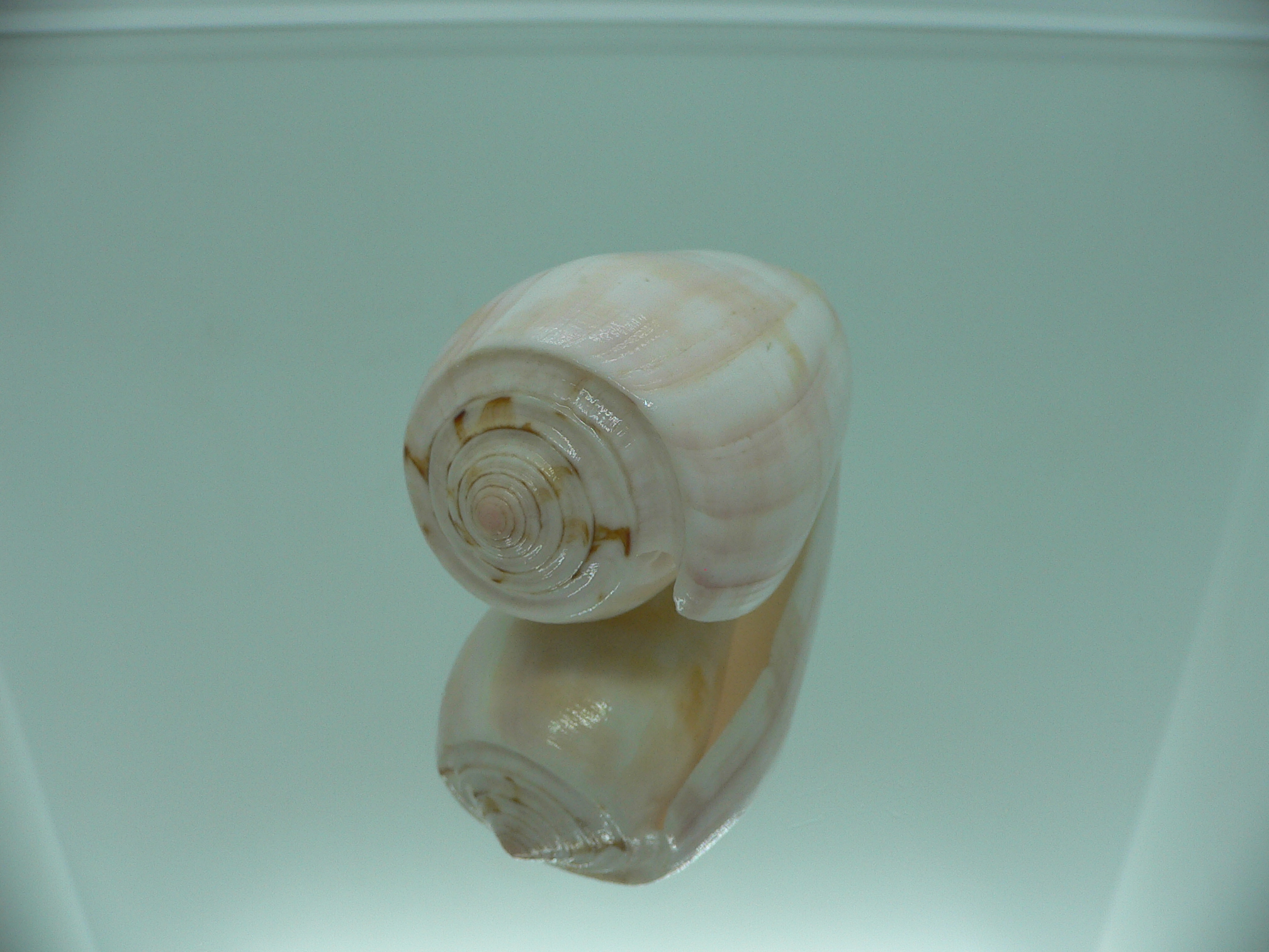 Conus striatus UNUSUAL COLOR