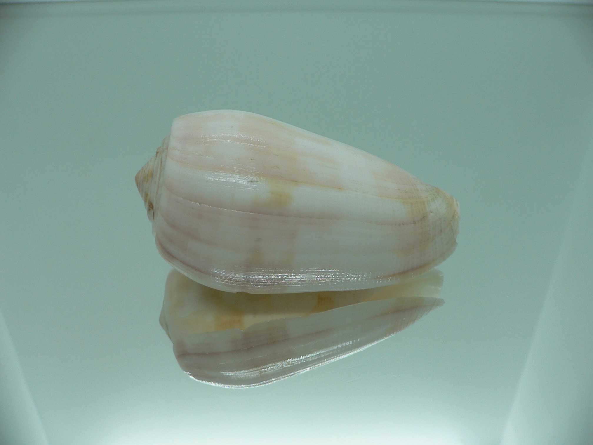 Conus striatus UNUSUAL COLOR