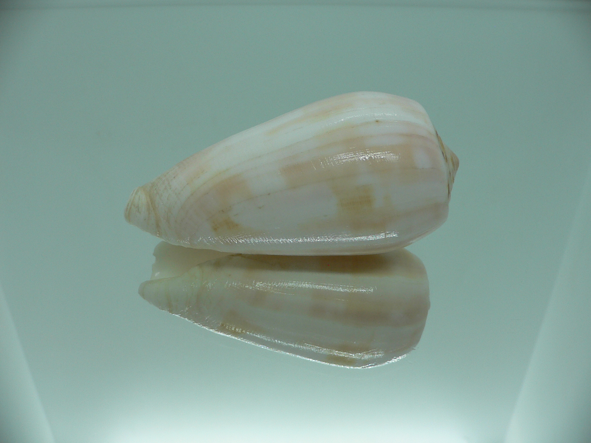 Conus striatus UNUSUAL COLOR