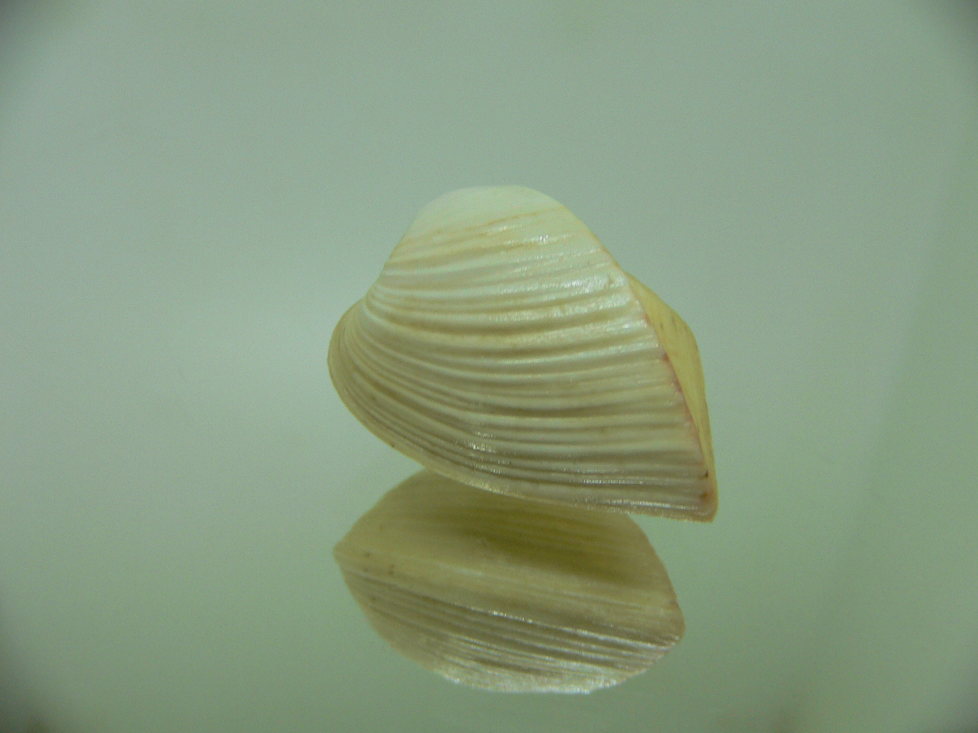 Meiocardia samarangiae DWARF