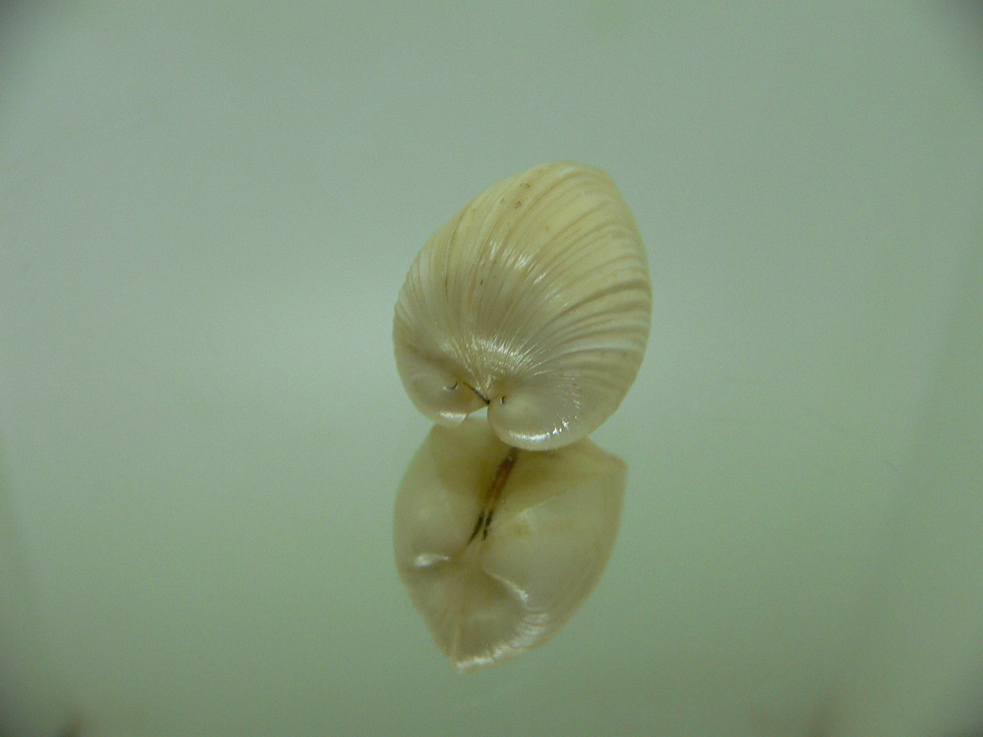 Meiocardia samarangiae DWARF