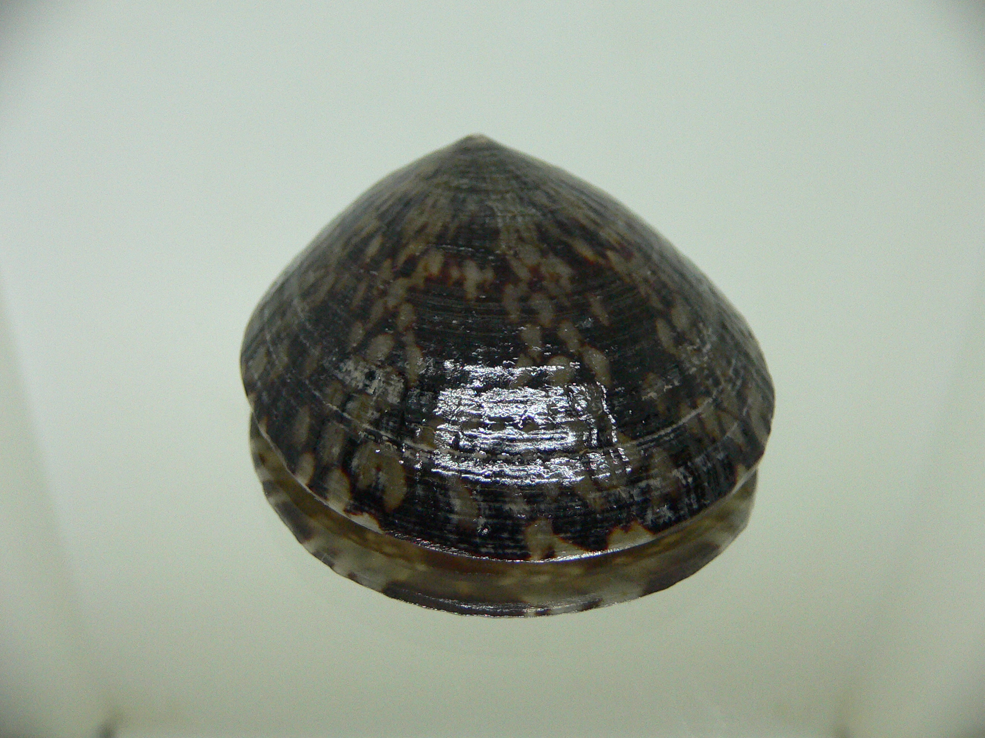 Cellana testudinaria