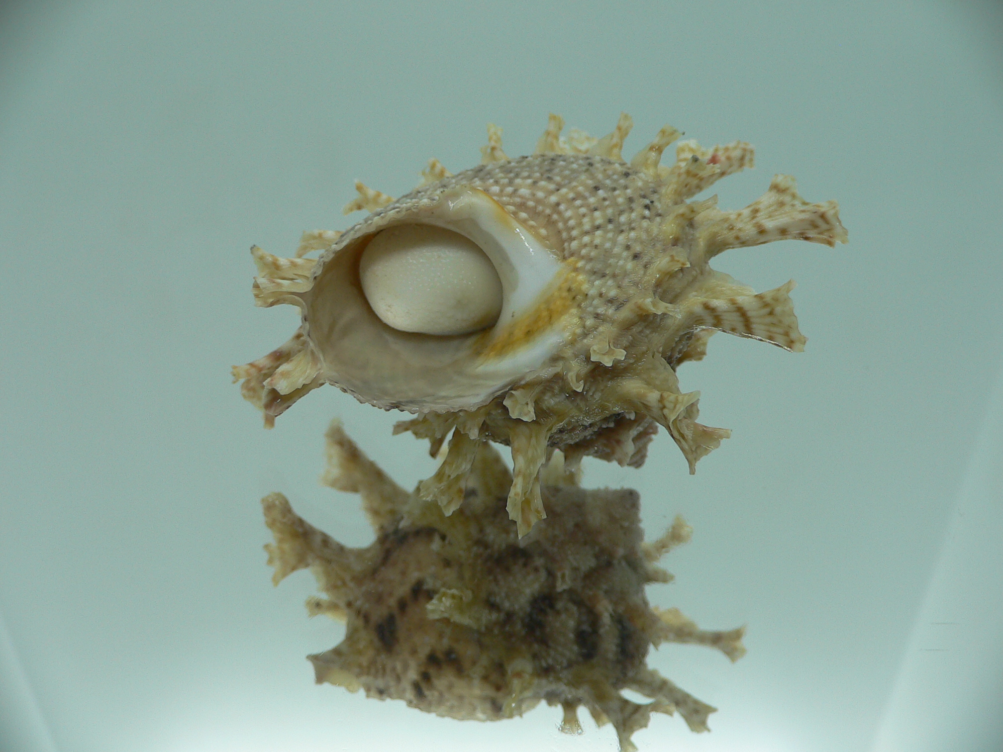 Harisazaea girgyllus BIG & BRIGHT