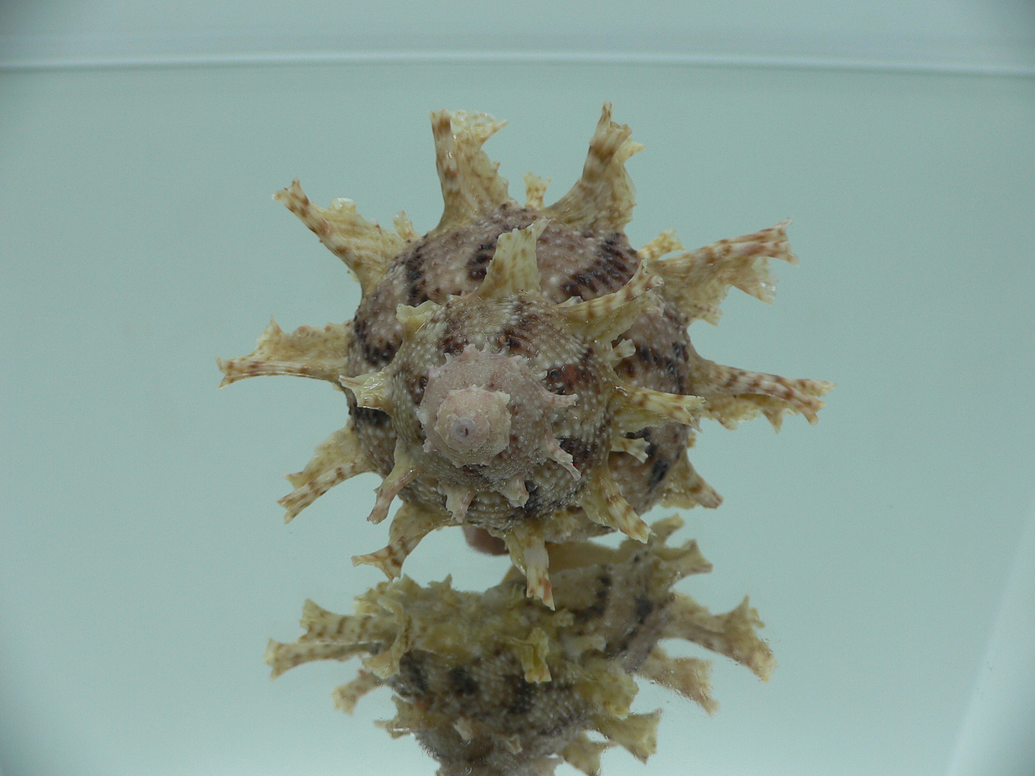 Harisazaea girgyllus BIG & BRIGHT