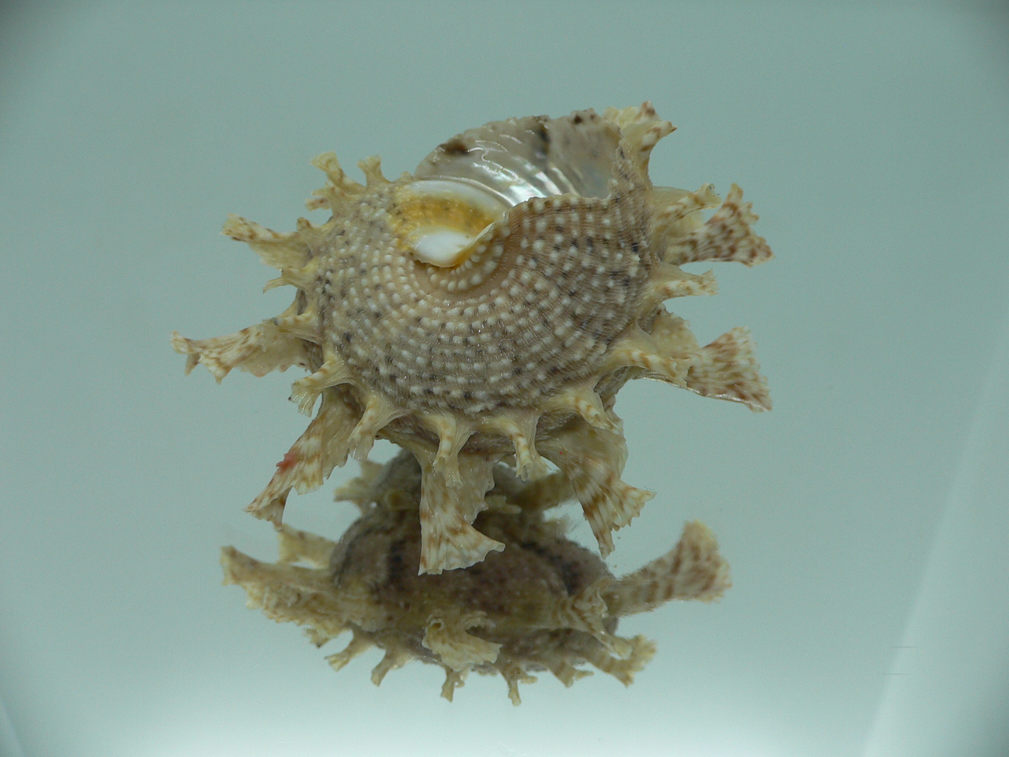 Harisazaea girgyllus BIG & BRIGHT