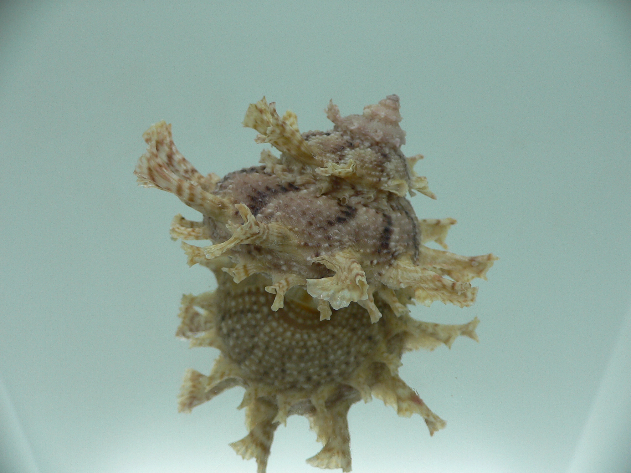 Harisazaea girgyllus BIG & BRIGHT