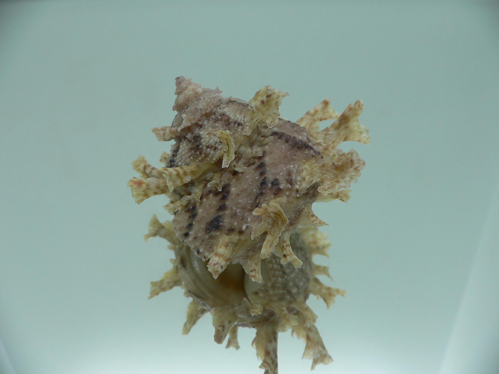 Harisazaea girgyllus BIG & BRIGHT