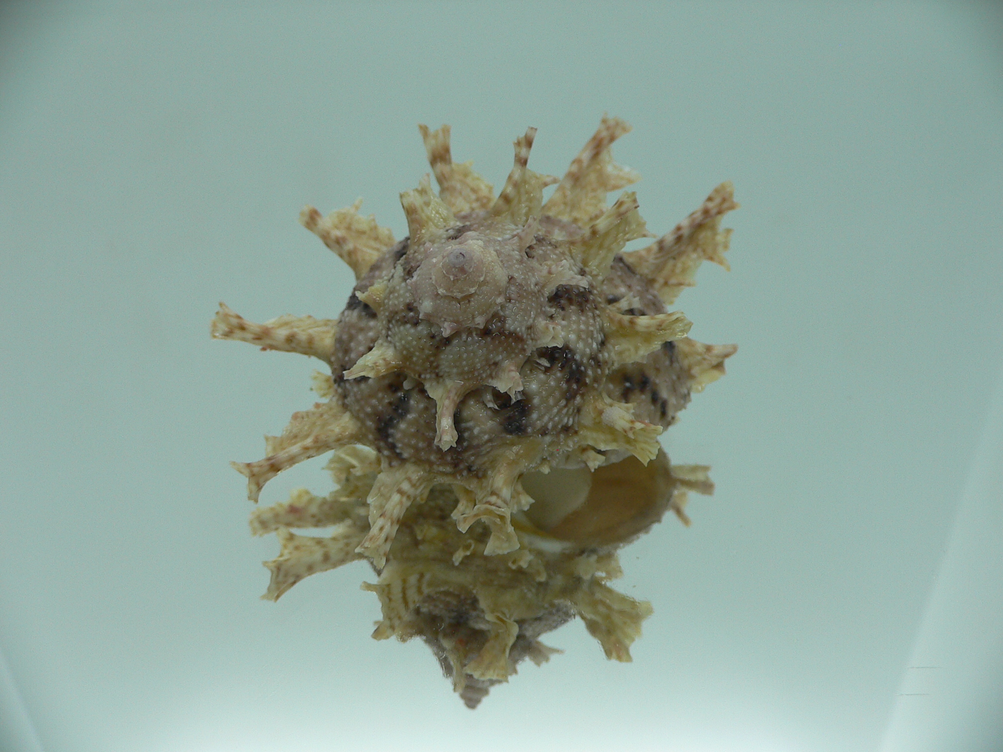 Harisazaea girgyllus BIG & BRIGHT