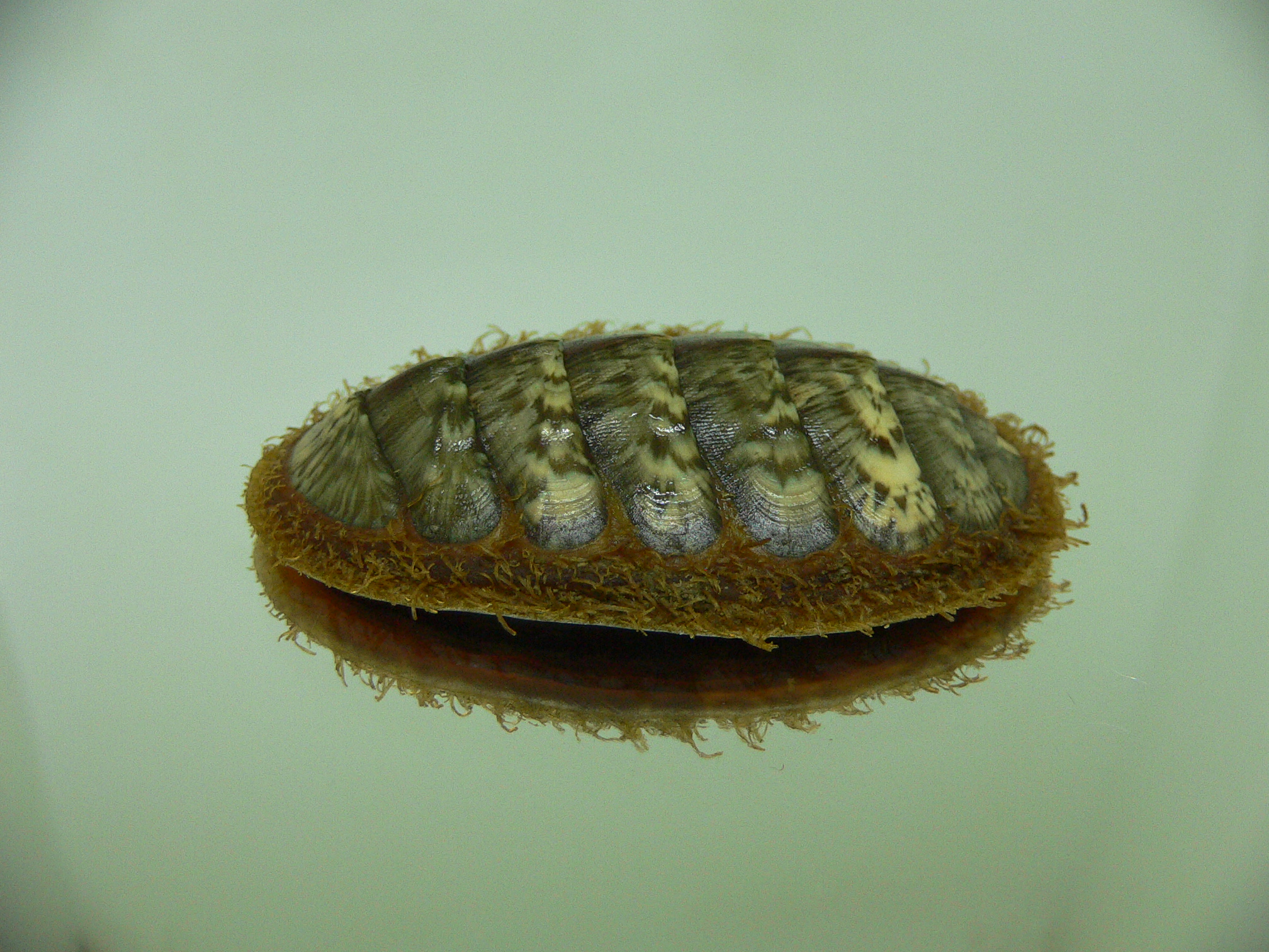 Mopalia lignosa