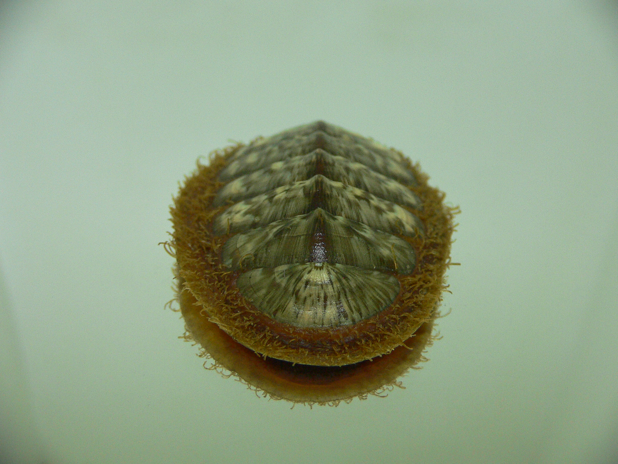 Mopalia lignosa