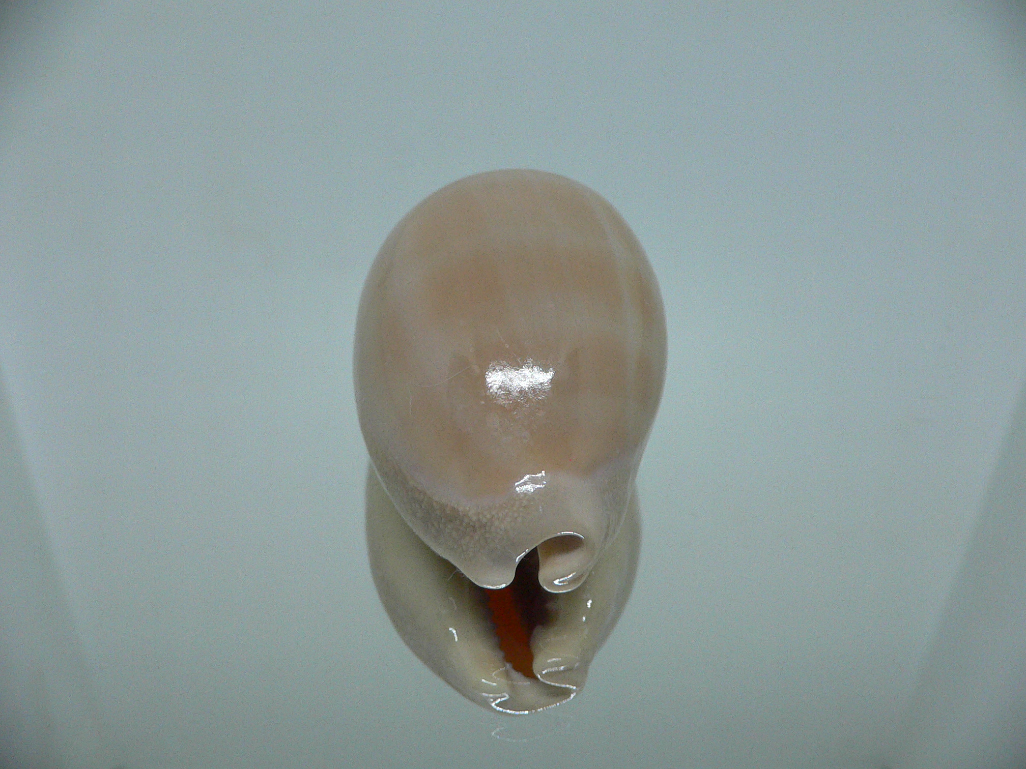 Cypraea carneola WIDE